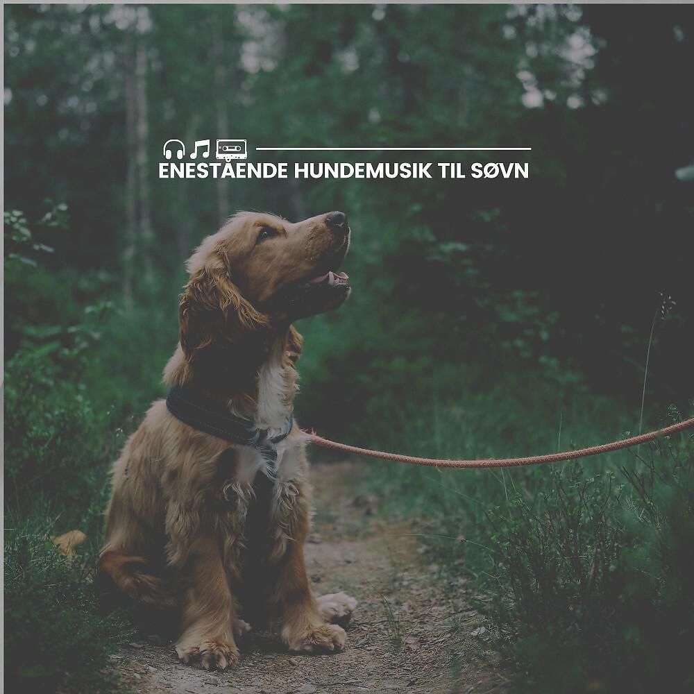 Релиз Enestående hundemusik til søvn