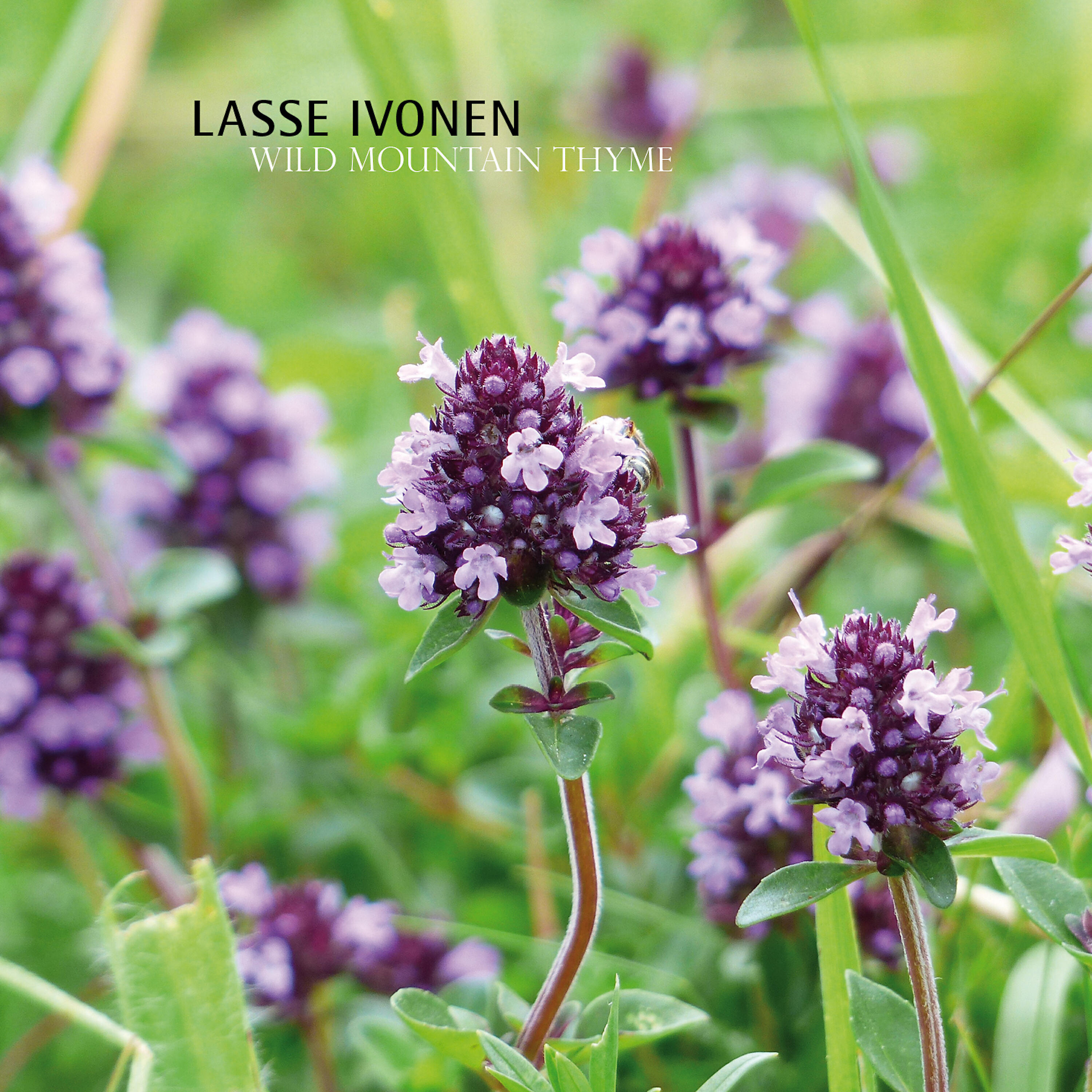 Релиз Wild Mountain Thyme