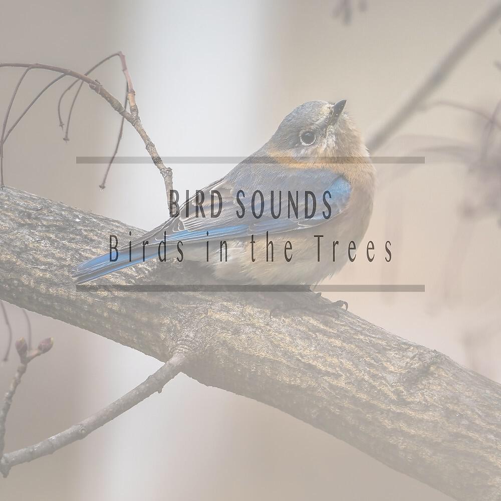 Постер альбома Birds in the Trees