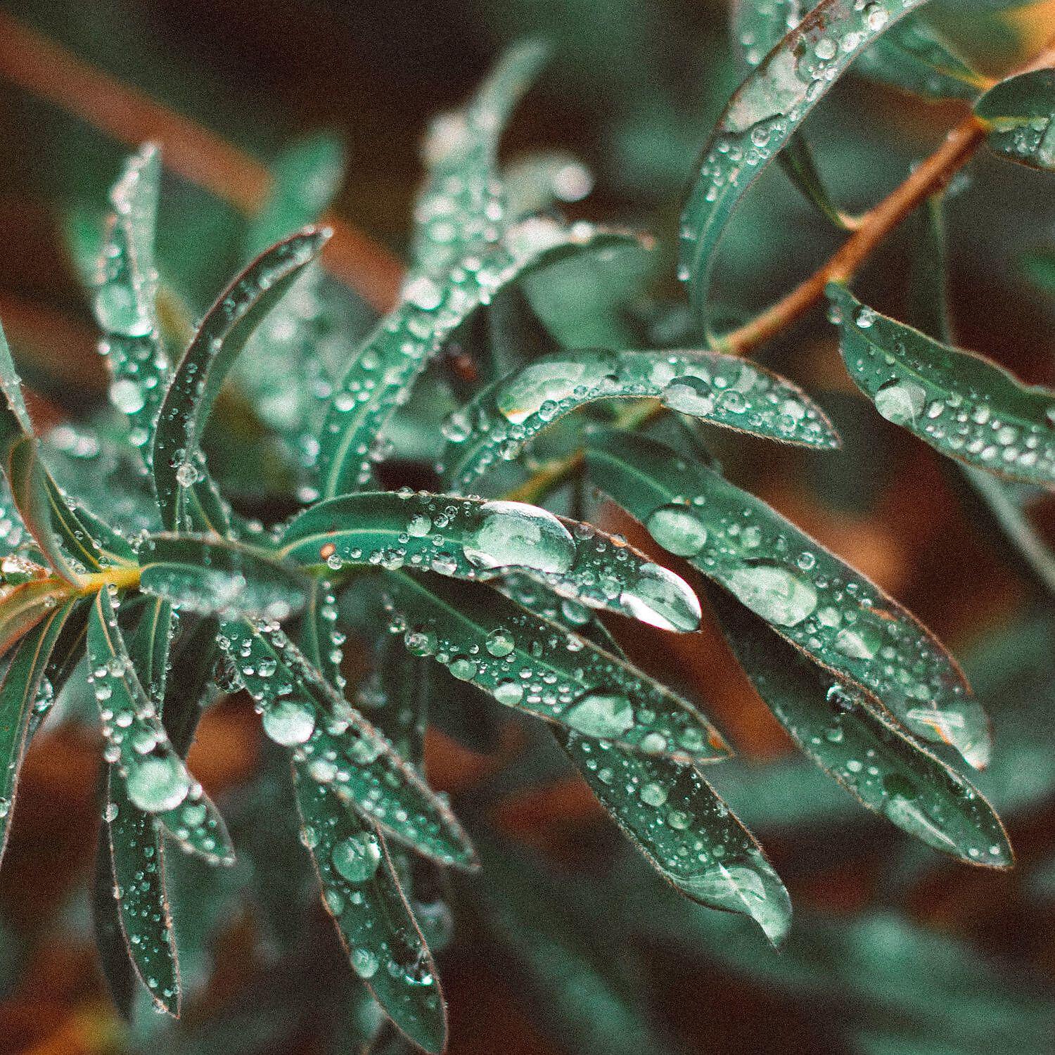 Релиз Sounds of Rain to Sleep