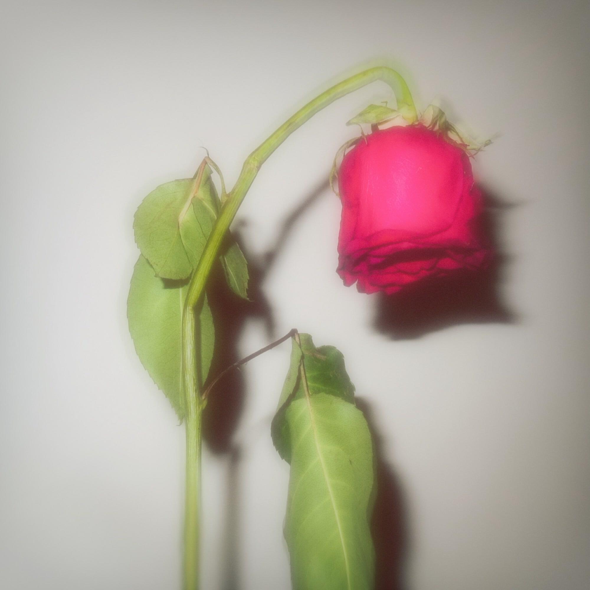 Релиз Love You From Afar