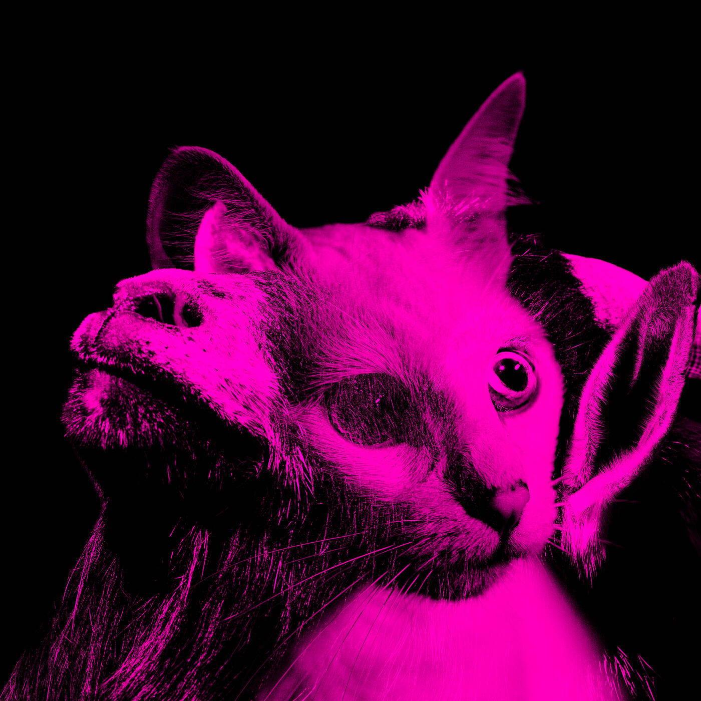 Релиз Gato Por Diablo