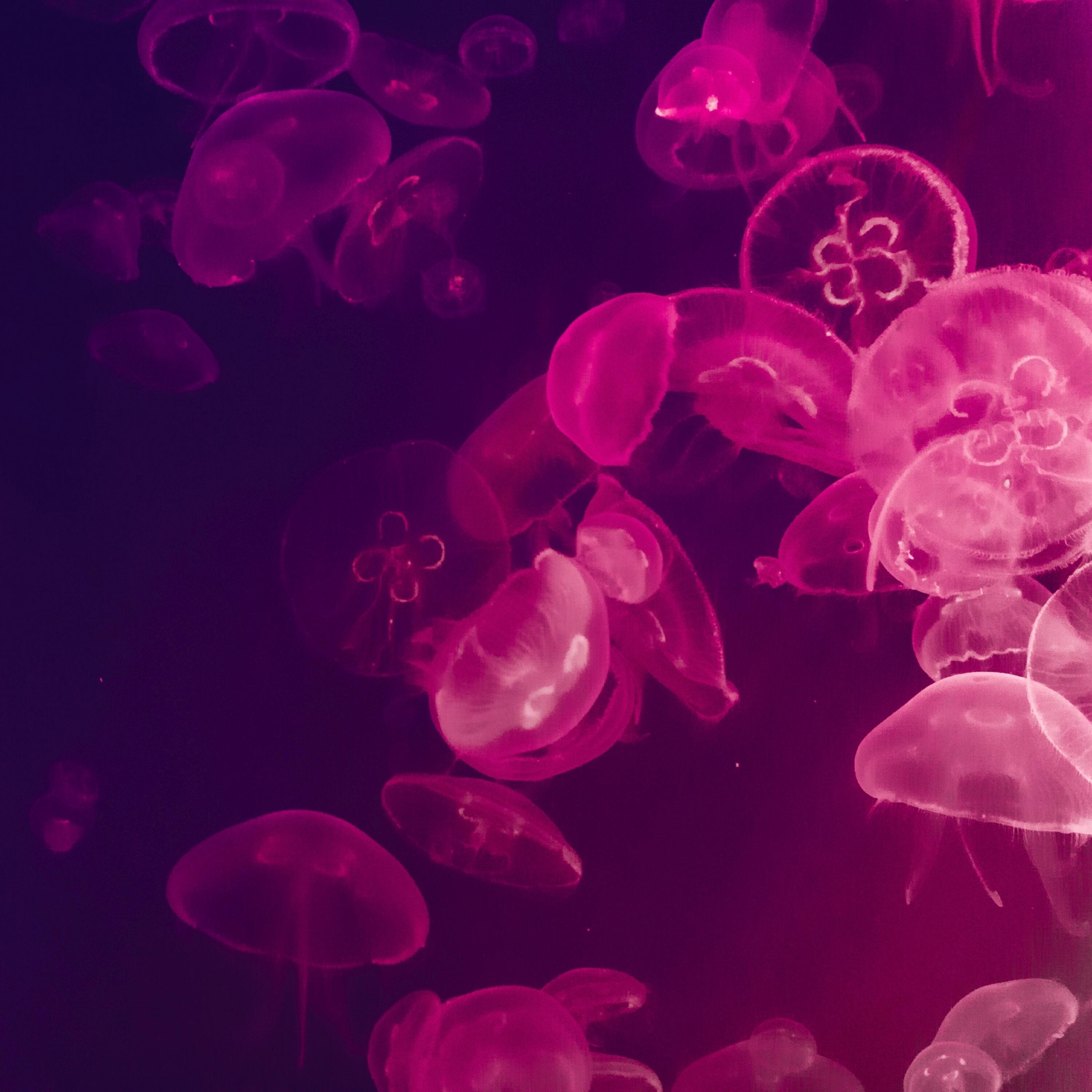 Релиз Aromatherapeutic Environments