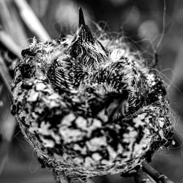 Релиз Nest