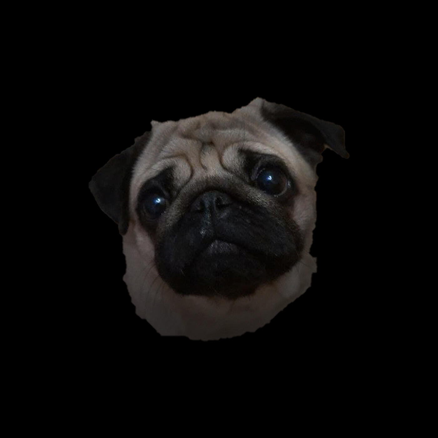Релиз Dog