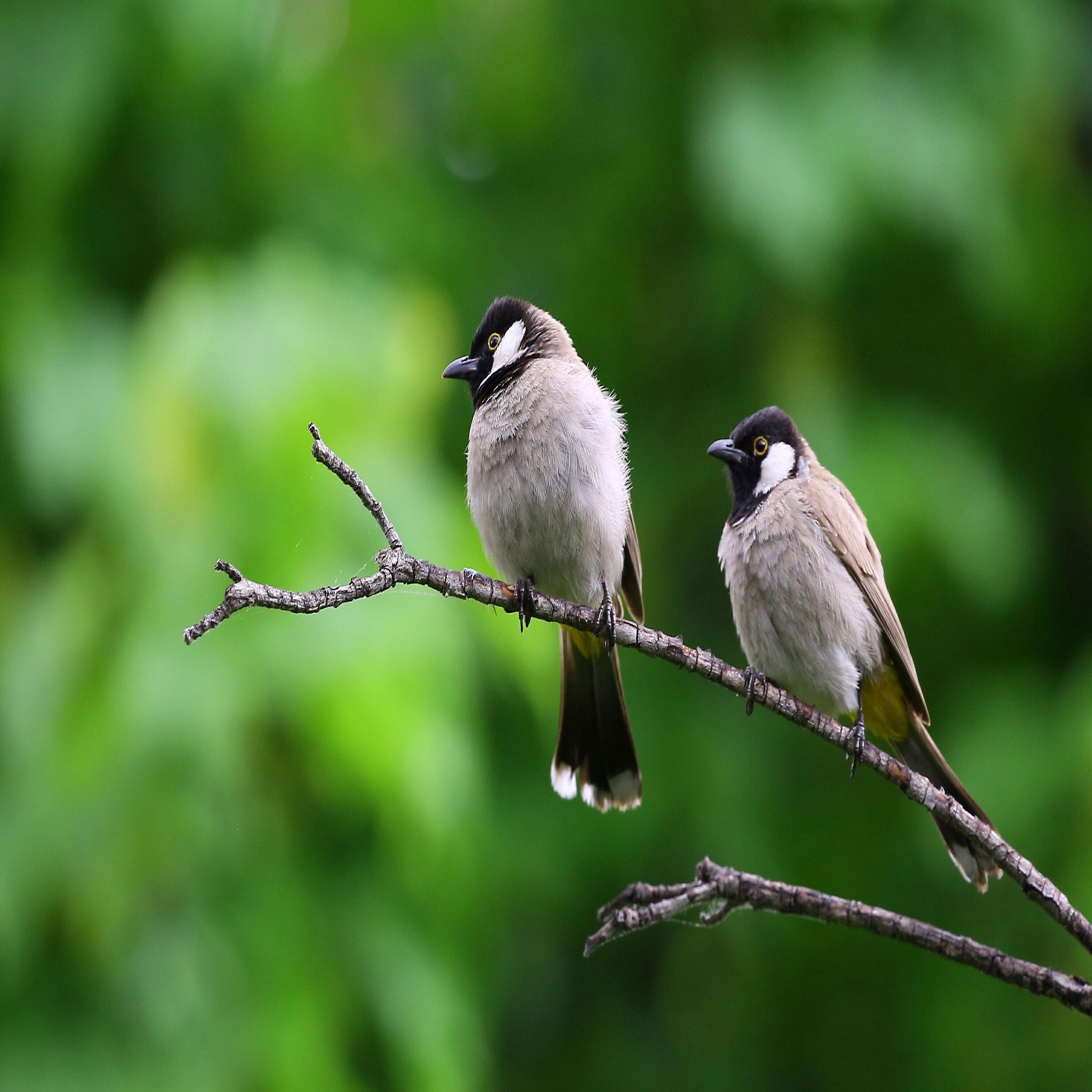 Релиз Cute Birds