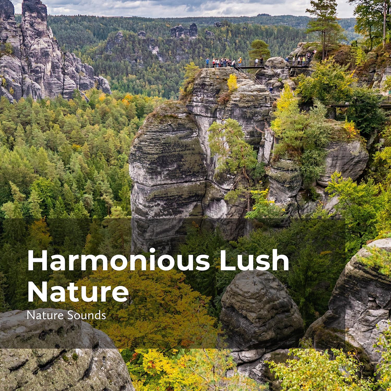 Релиз Harmonious Lush Nature