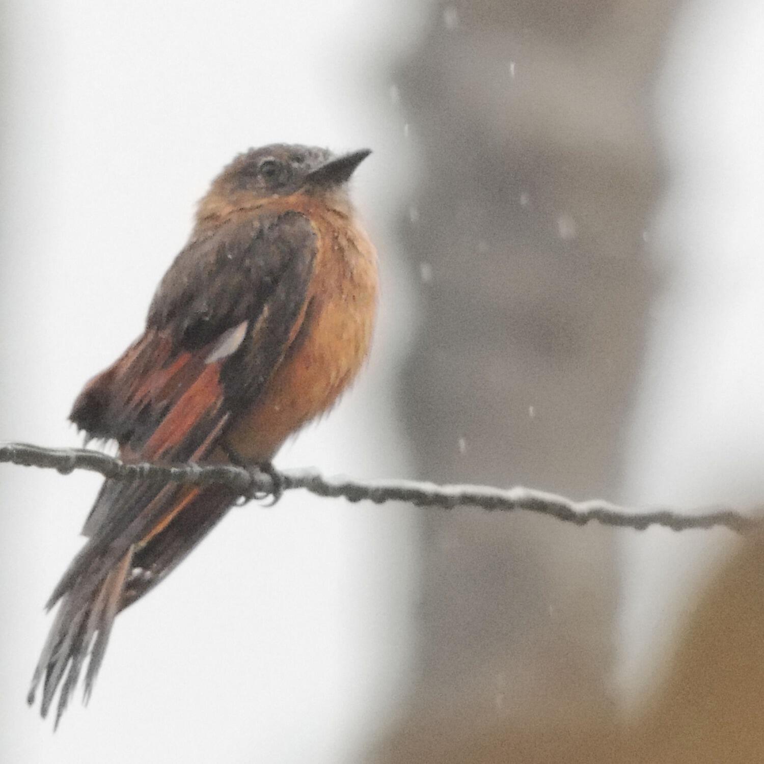 Релиз Swedish Birds