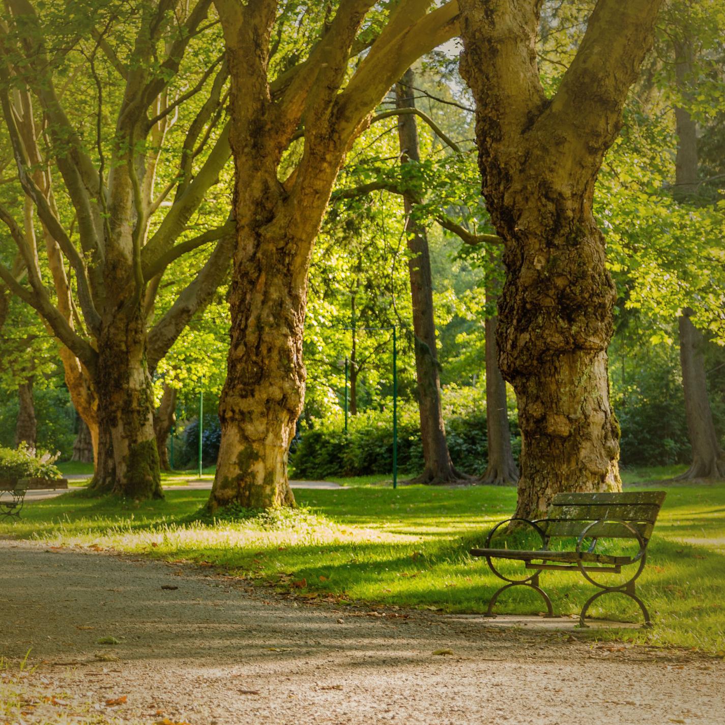 Релиз Birds and Nature Sounds in Park for Relaxing and Unwinding