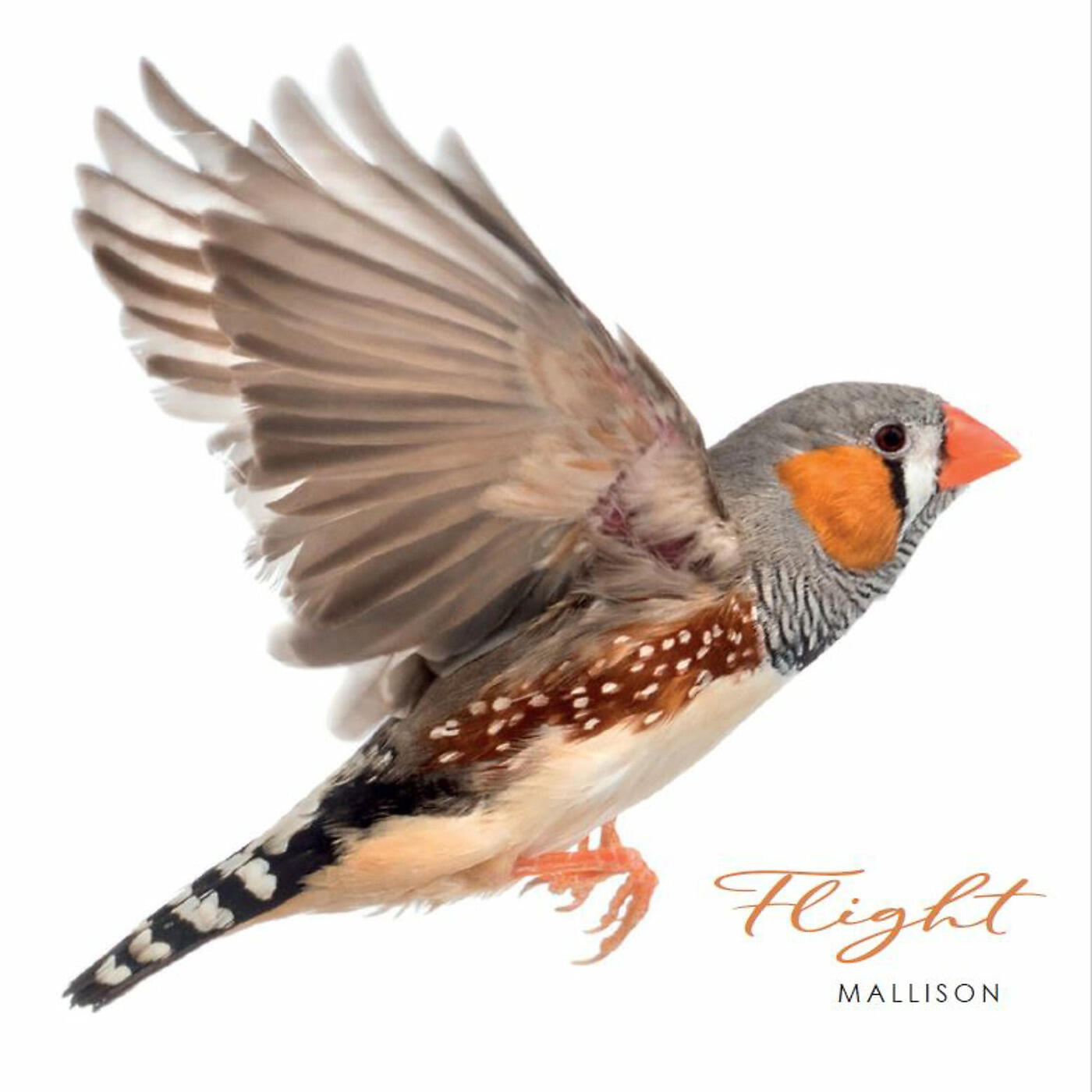 Релиз Flight
