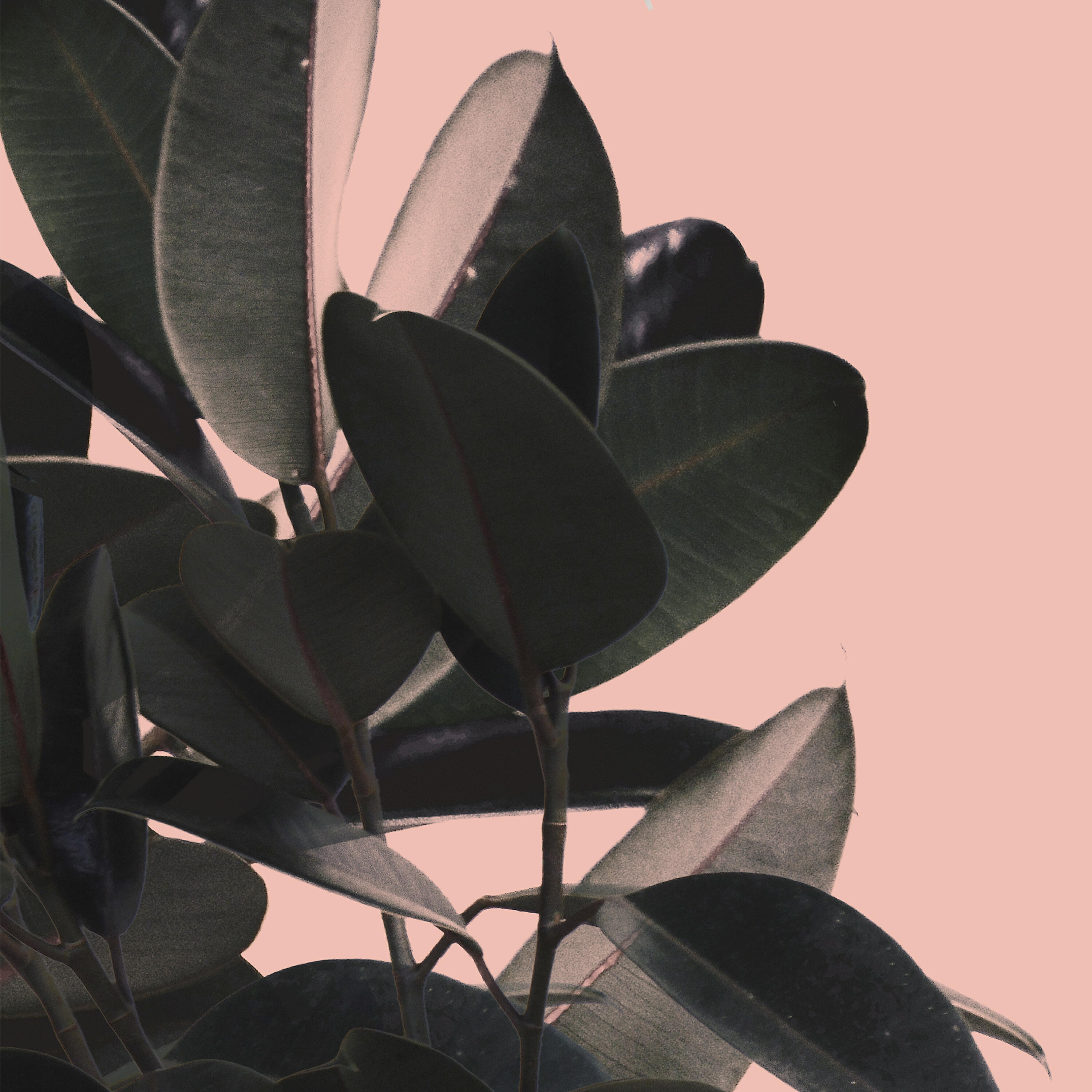 Релиз Midori