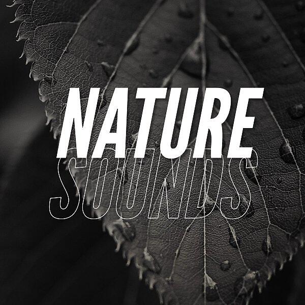 Релиз Nature Sounds