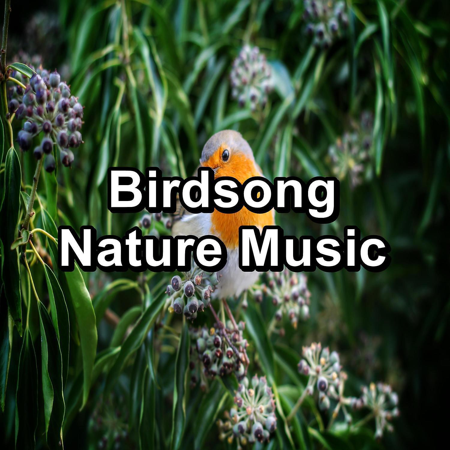 Релиз Spring Bird Sounds for Babies Deep Sleep