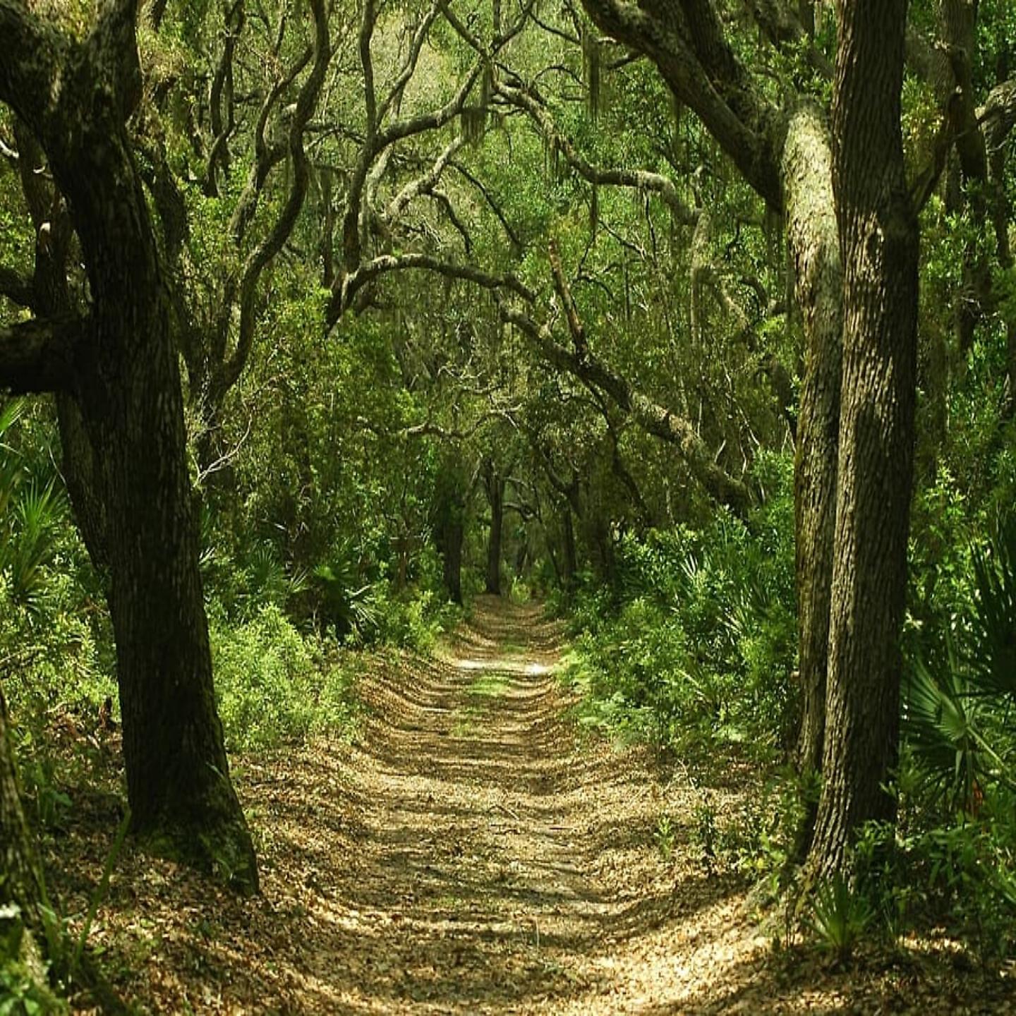Релиз Sonidos del Bosque para Relajar