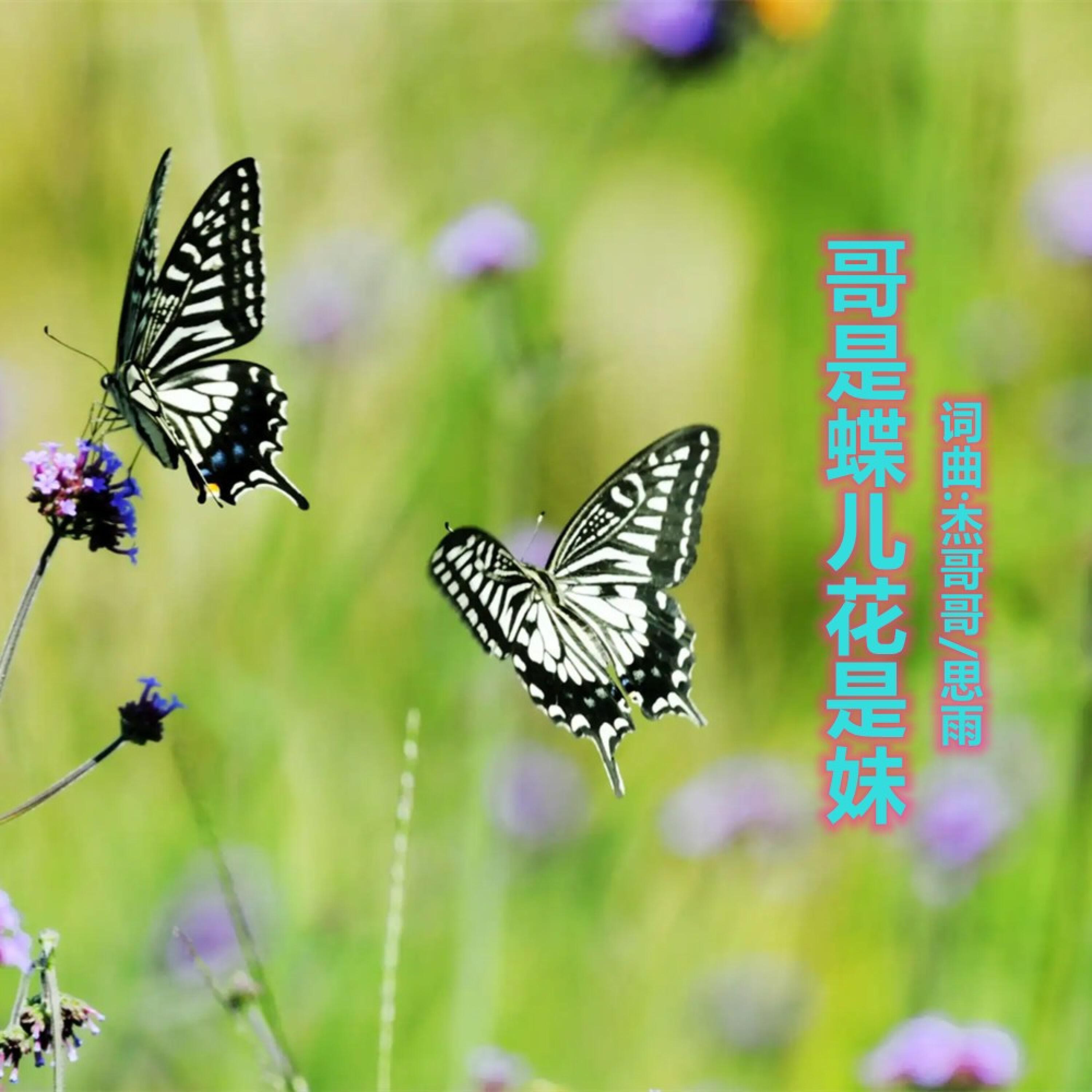 Релиз 哥是蝶儿花是妹