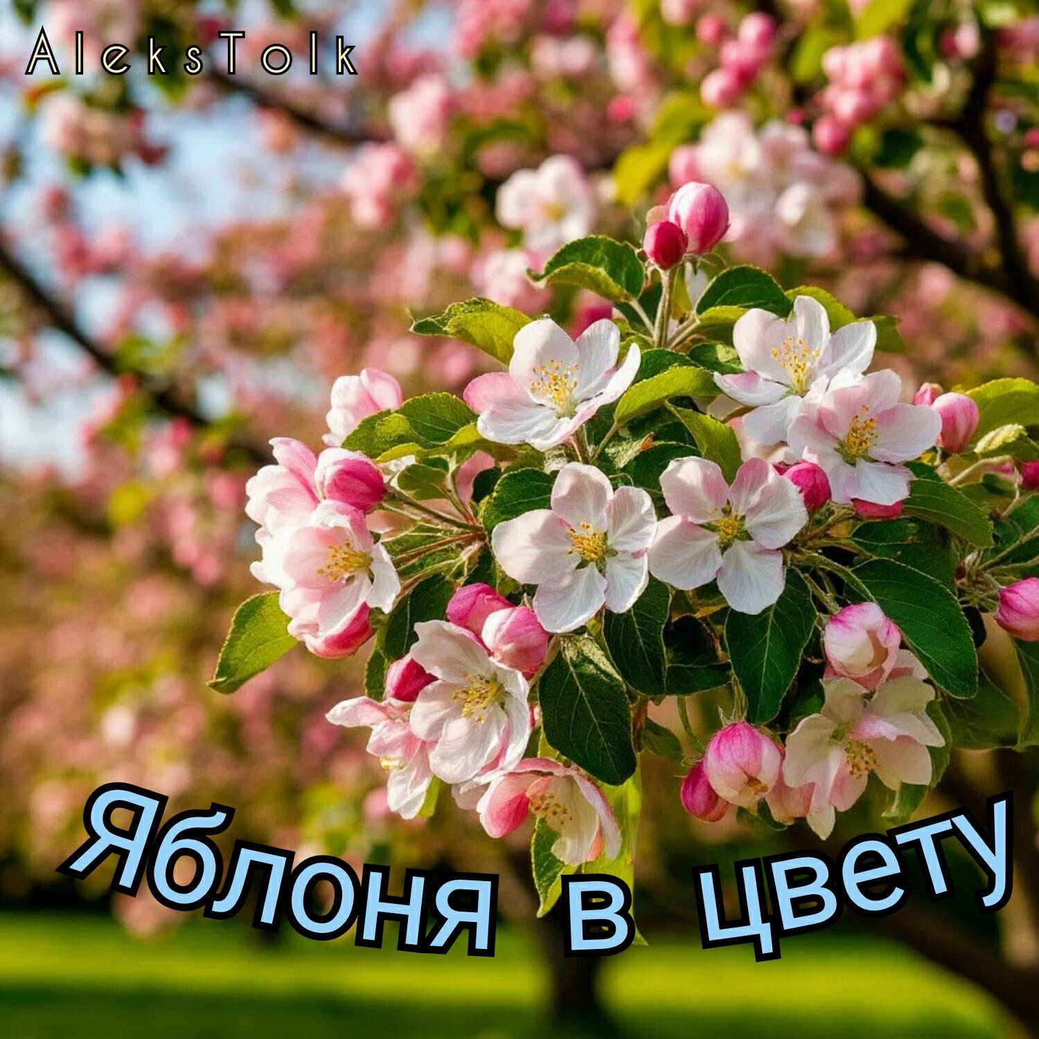 Релиз Яблоня в цвету