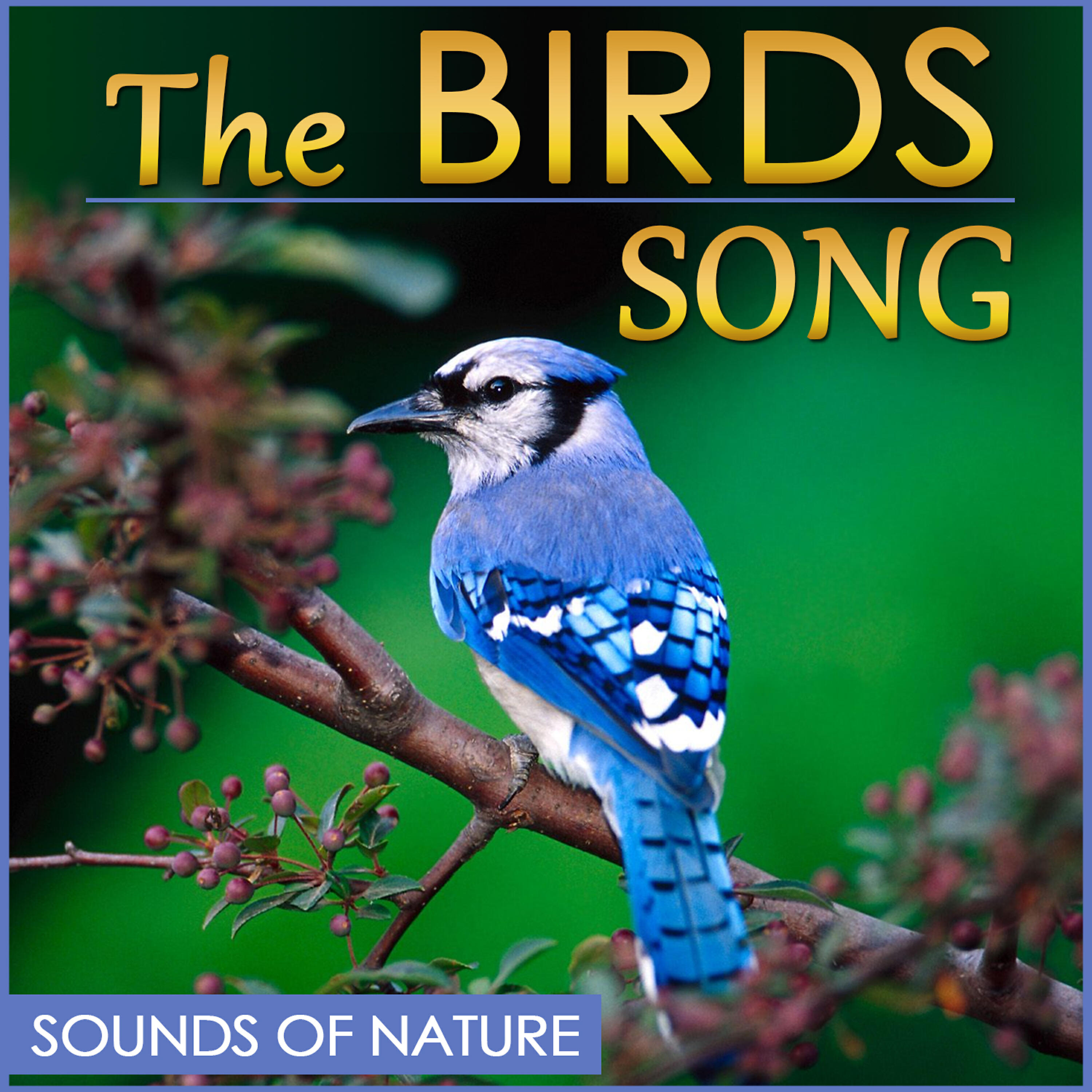 Релиз The Birds Song. Sound of Nature