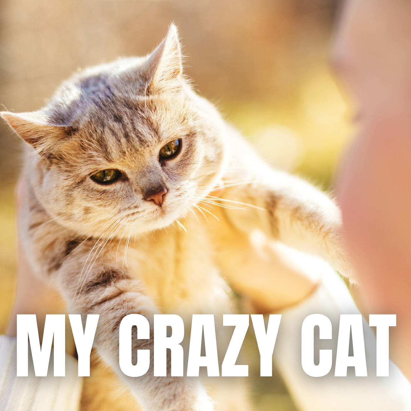 Релиз My Crazy Cat