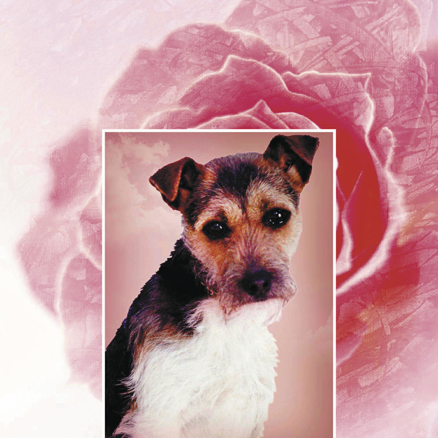 Релиз I'm Sorry