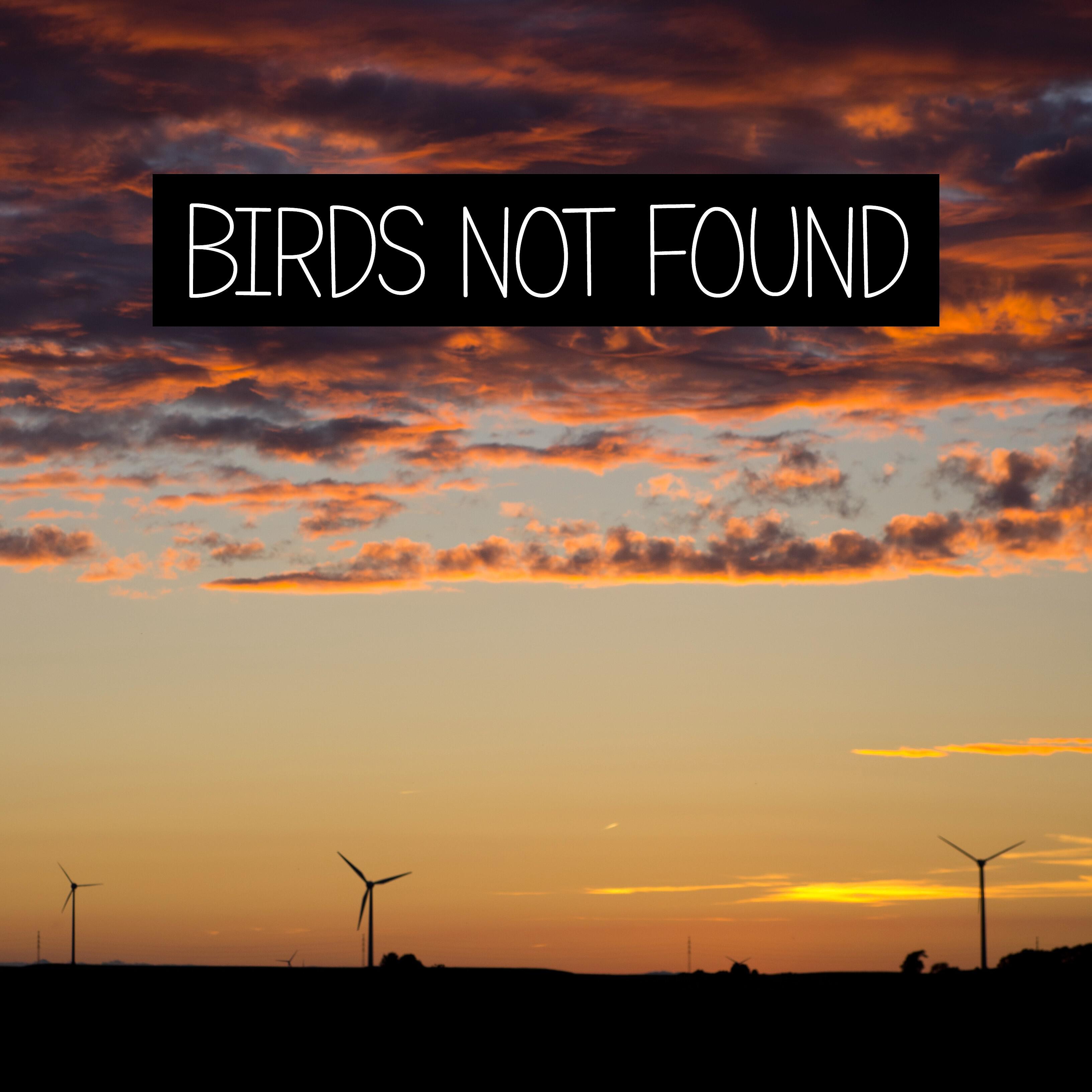 Релиз Birds Not Found