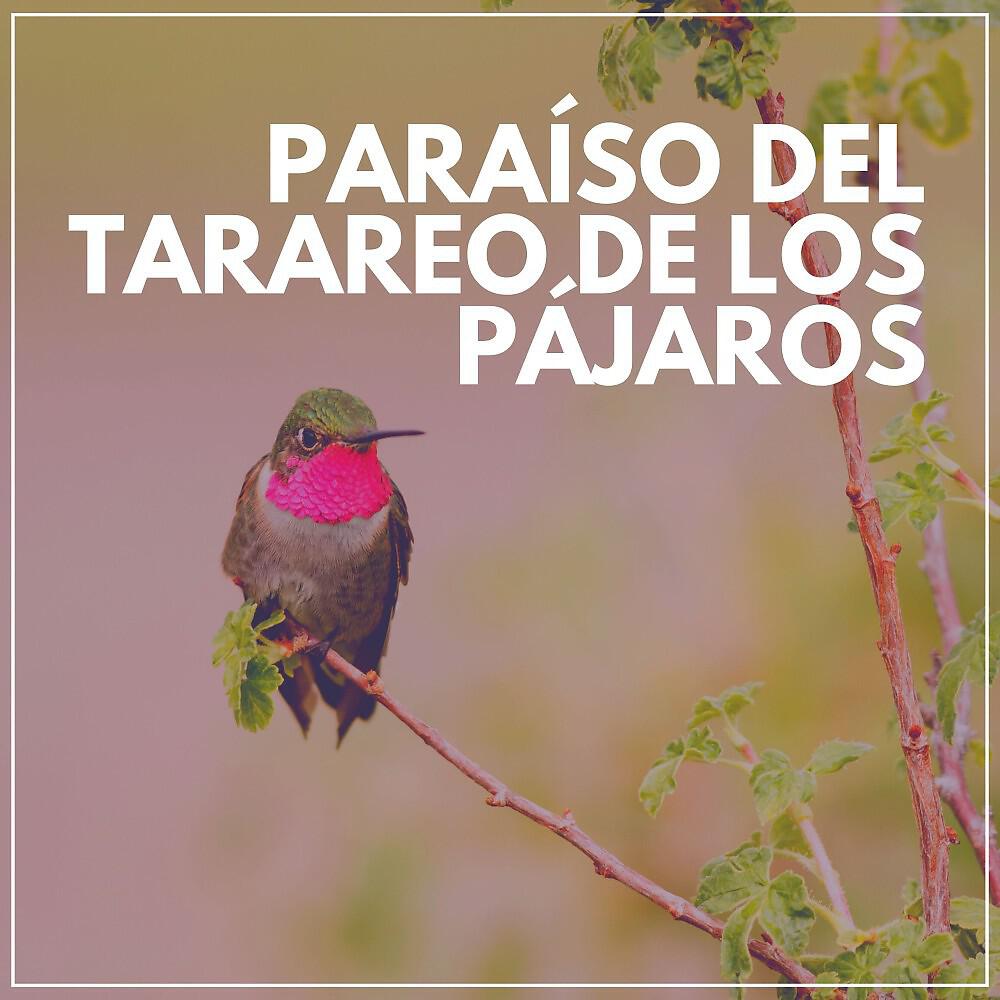 Релиз Paraíso del Tarareo de los Pájaros