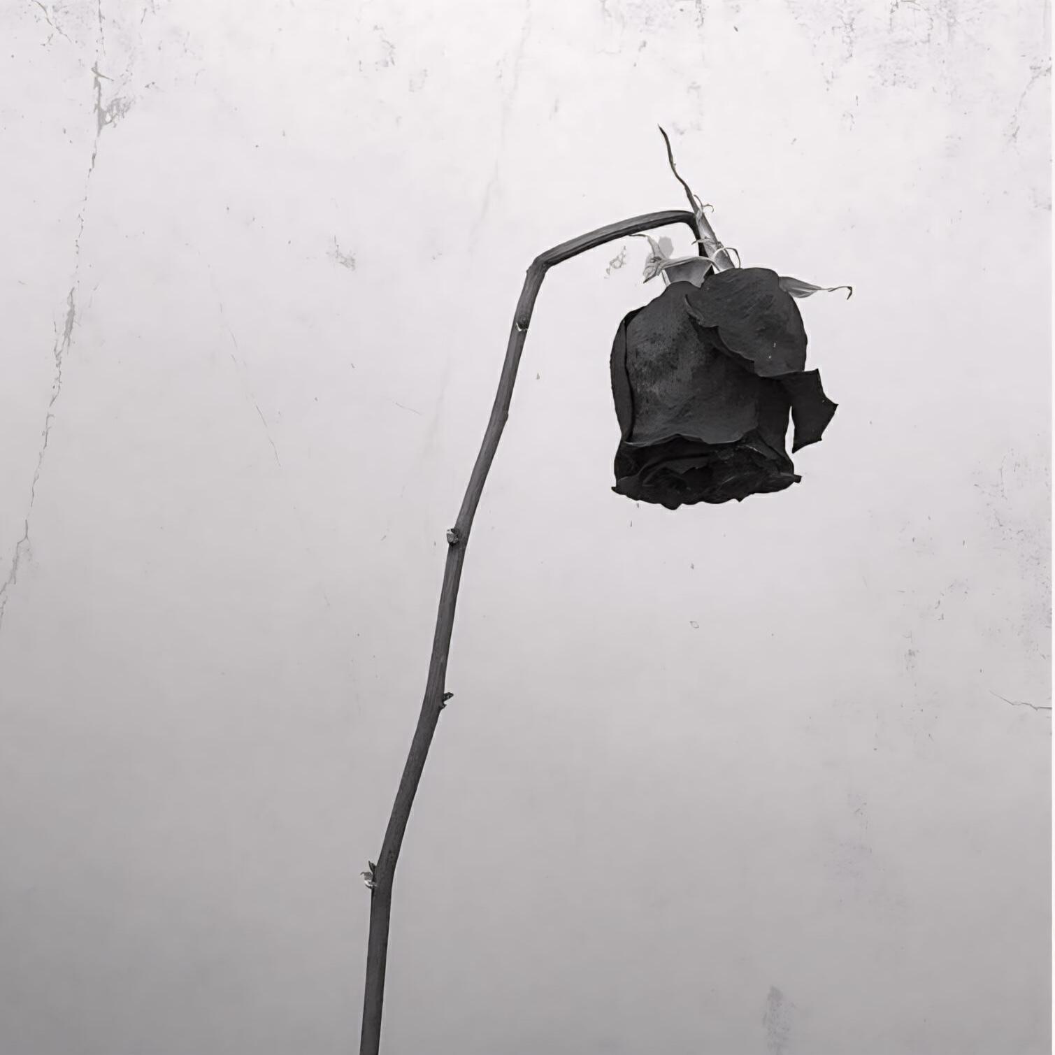 Релиз Rain