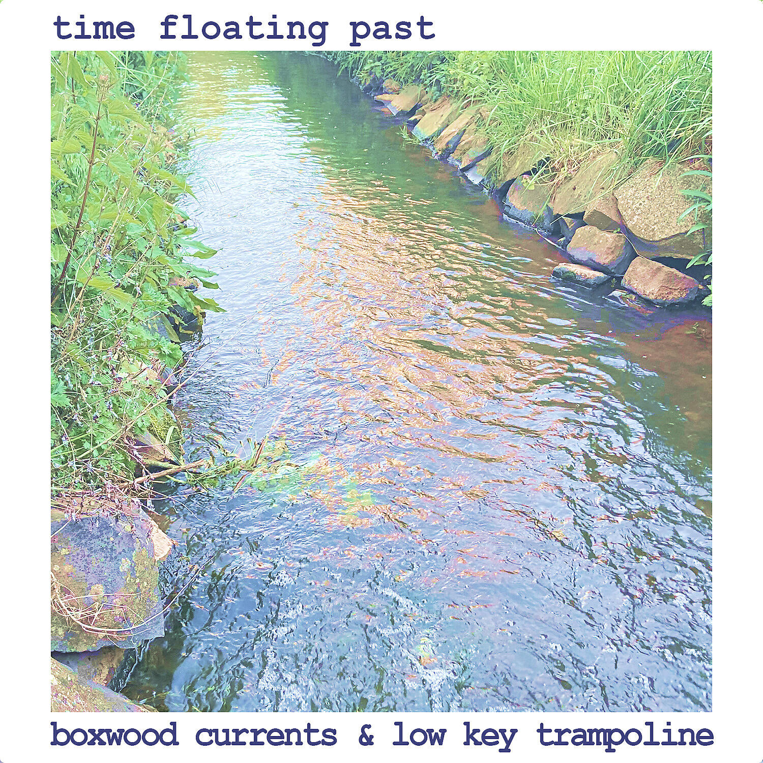 Boxwood Currents