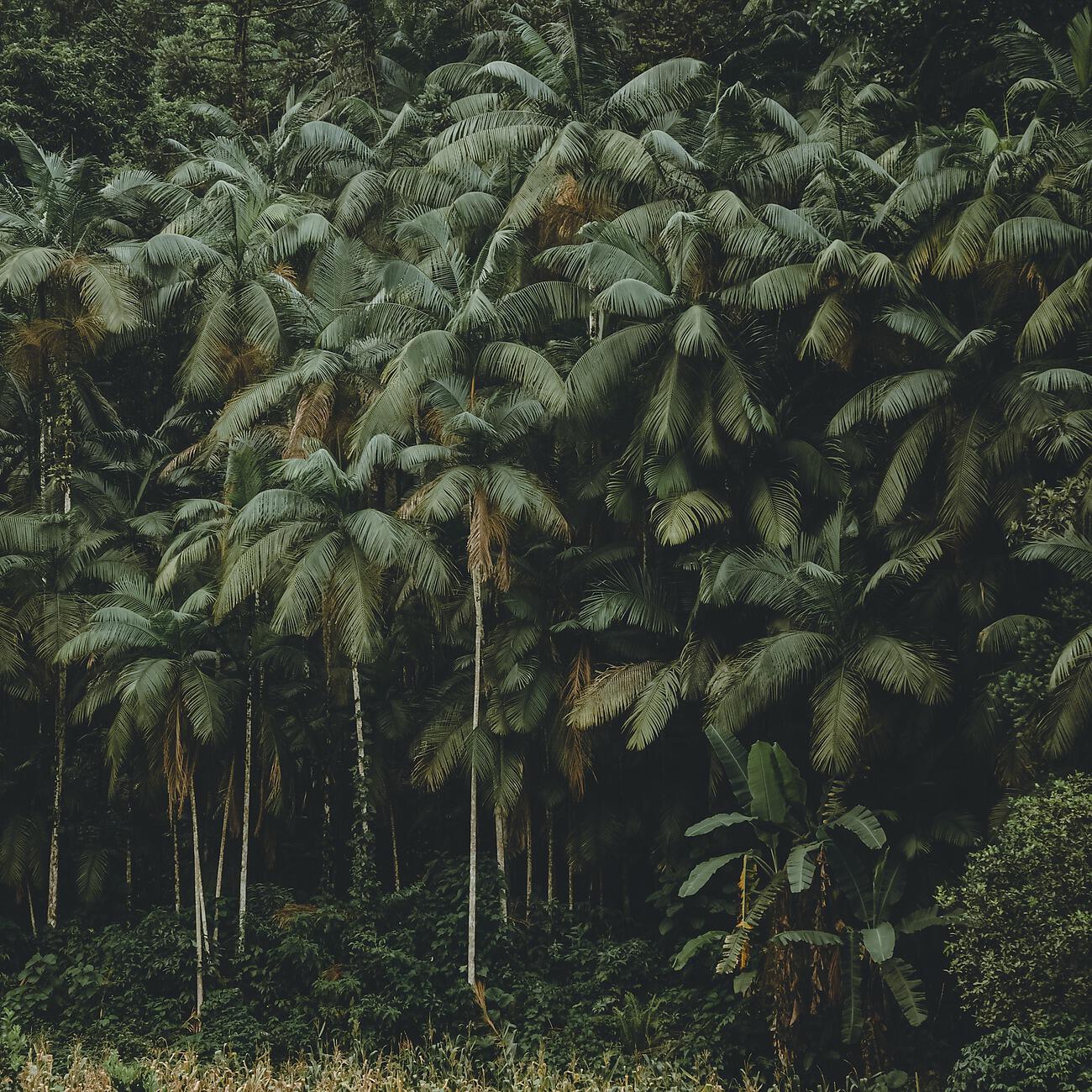 Релиз Relaxing Rain Forest Sounds