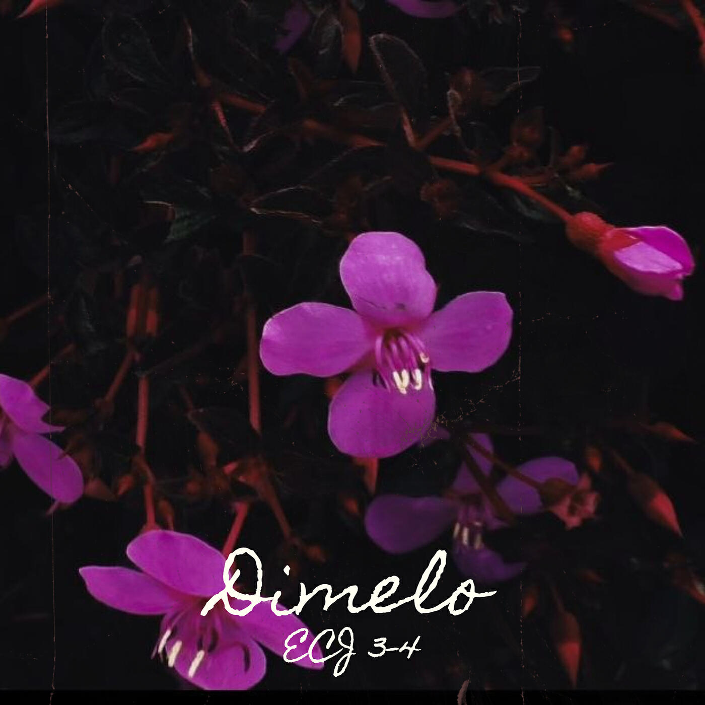 Релиз Dimelo