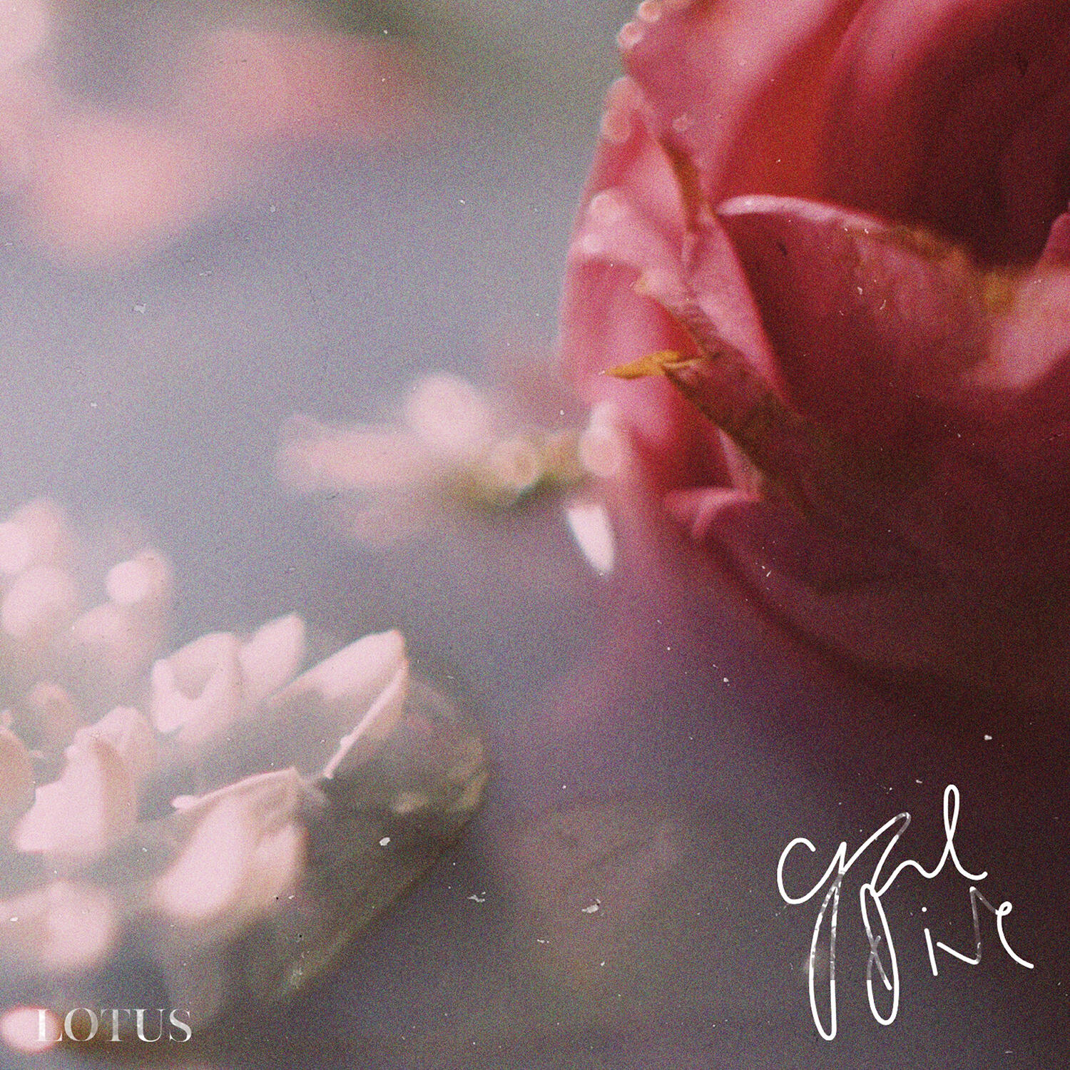 Релиз Lotus