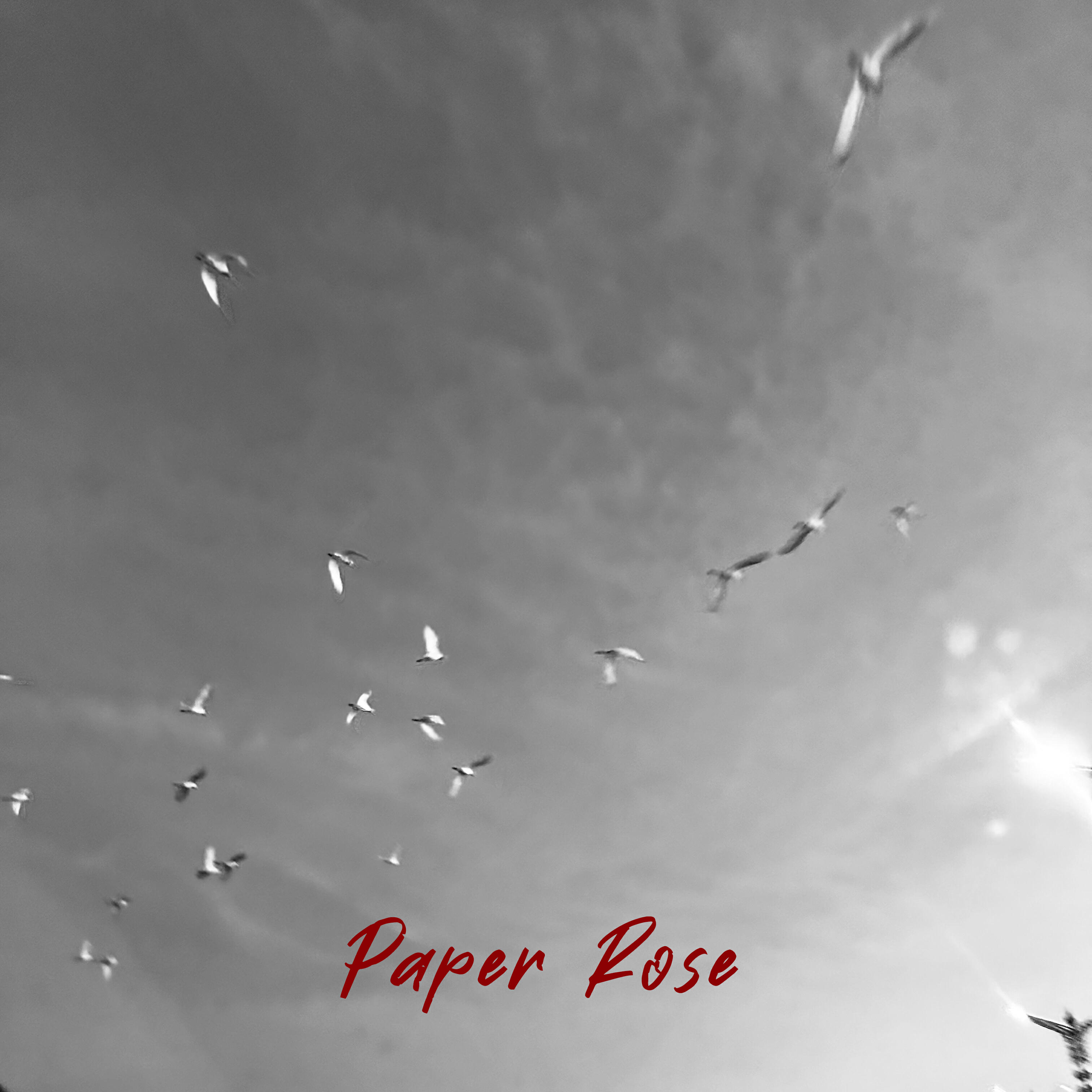 Релиз Paper Rose