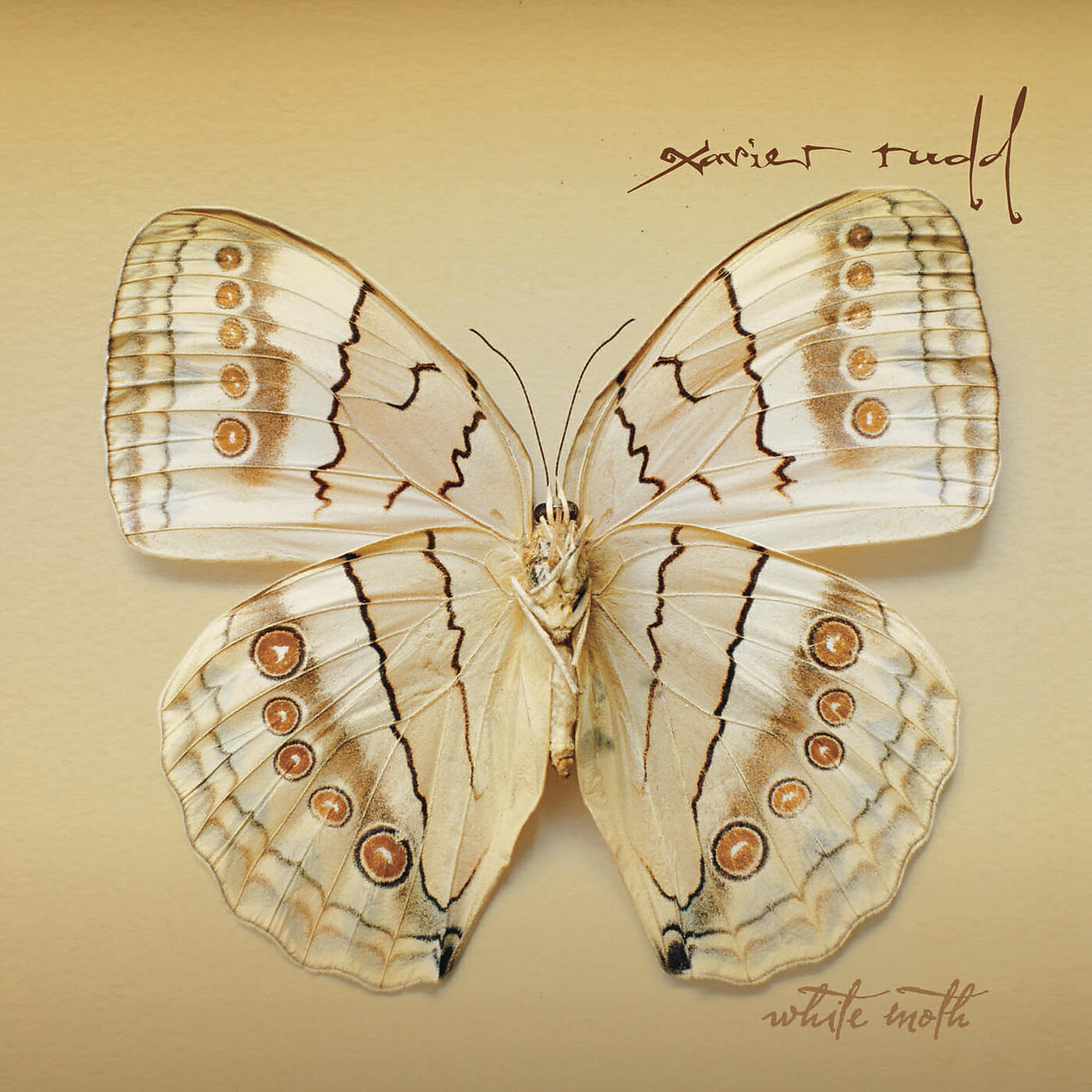 Релиз White Moth