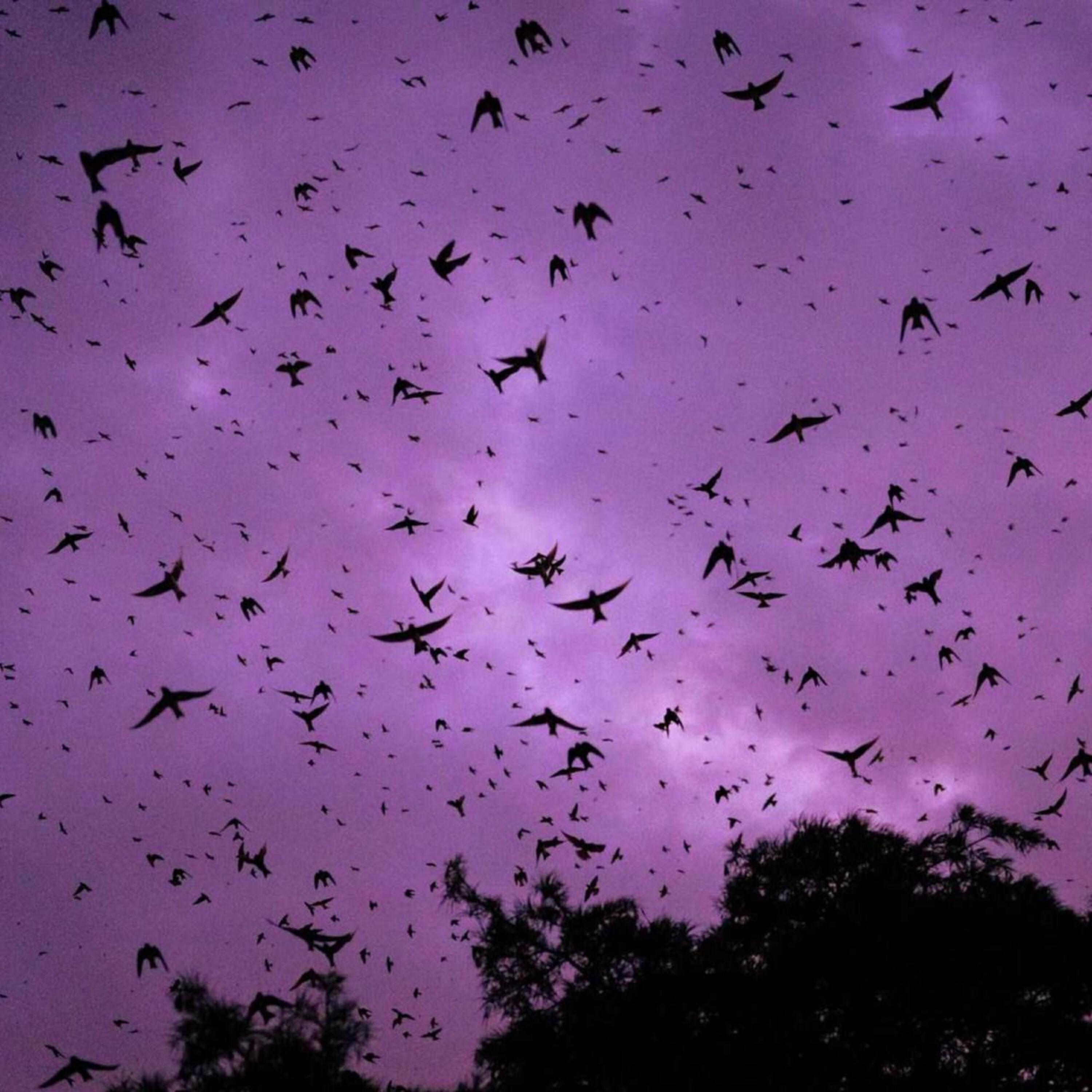 Релиз Крылья