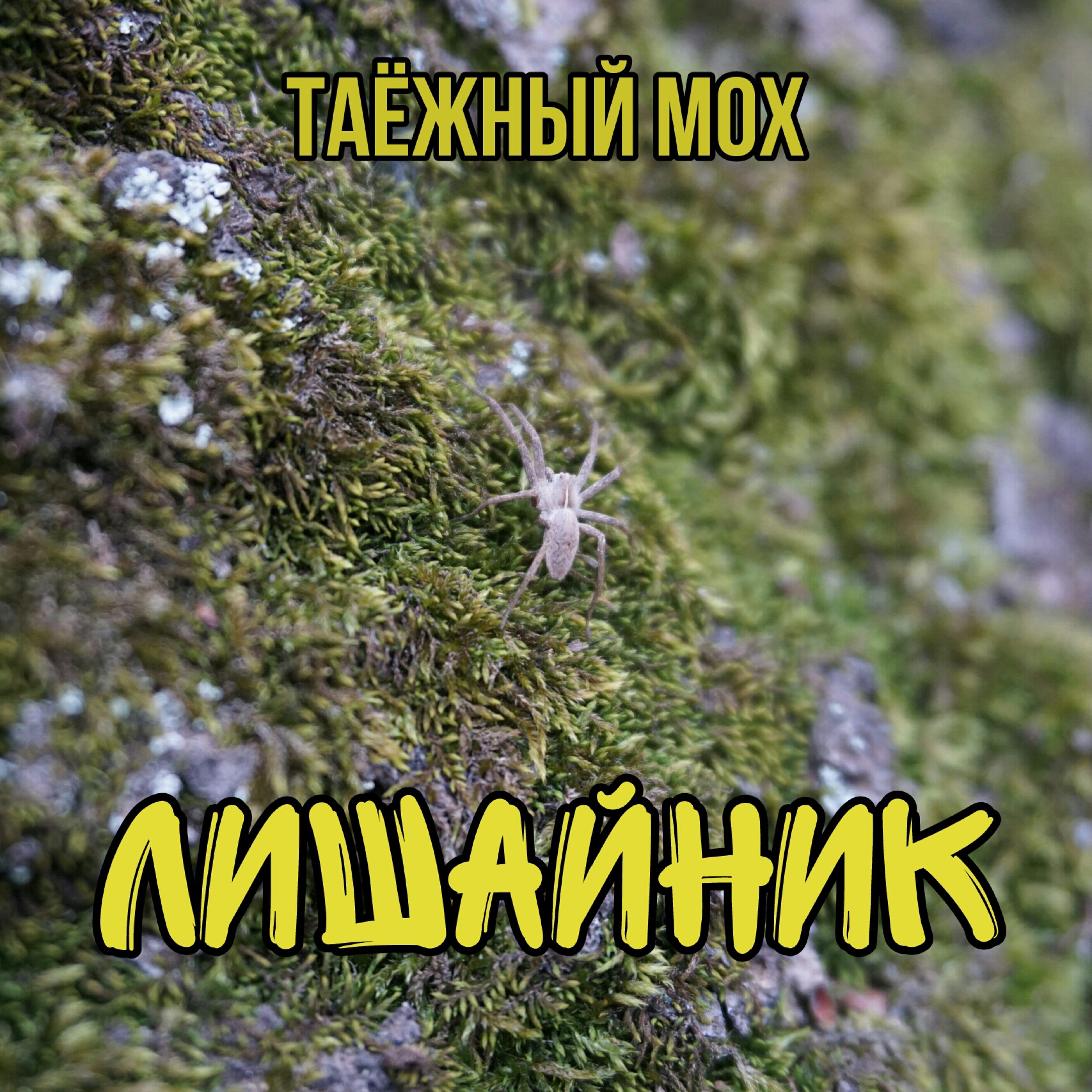 Таёжный мох