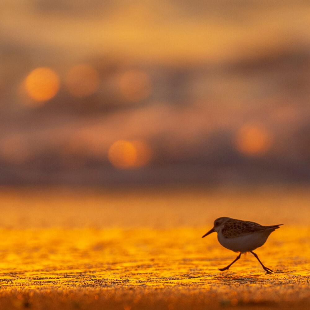 Релиз Little Sunset