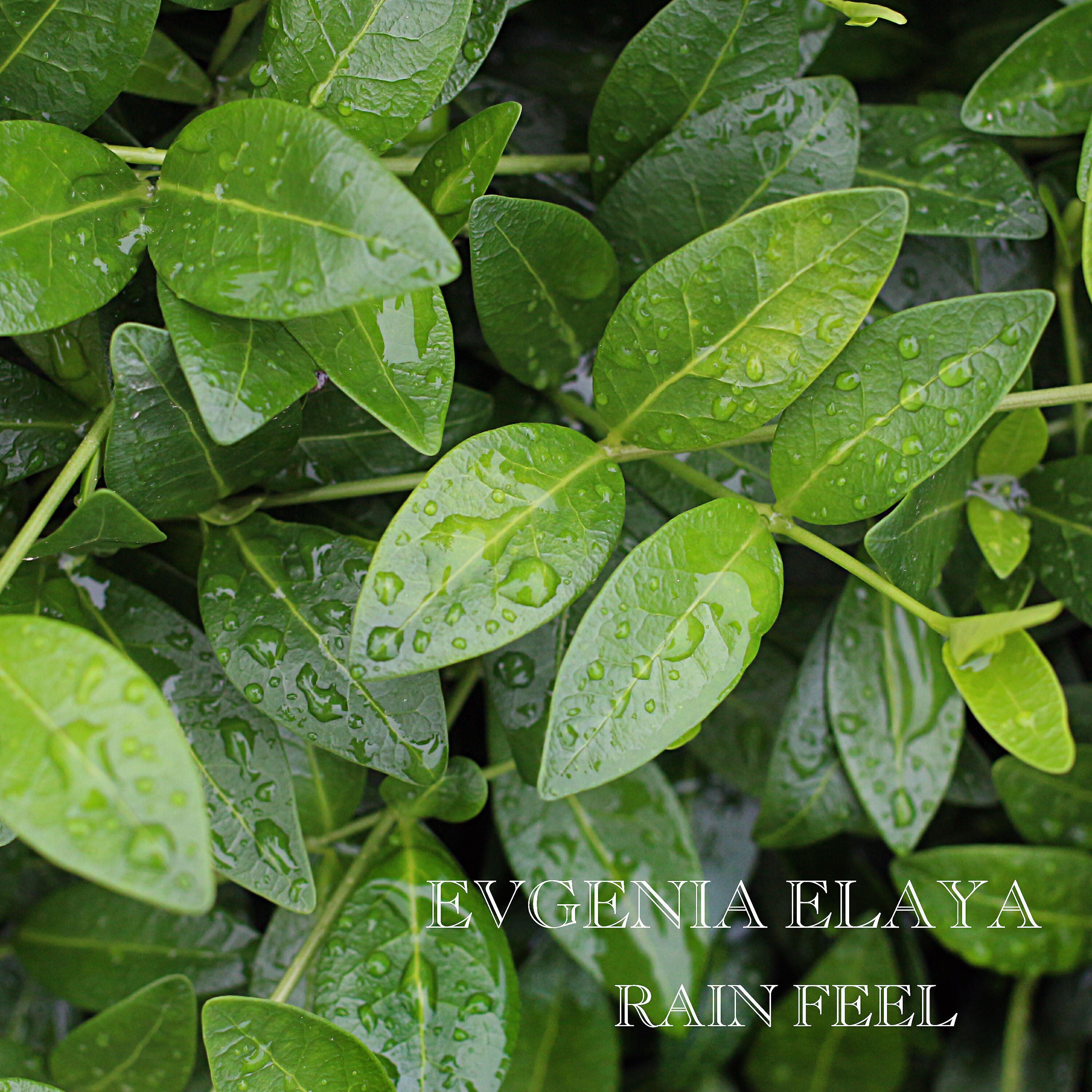 Релиз Rain Feel