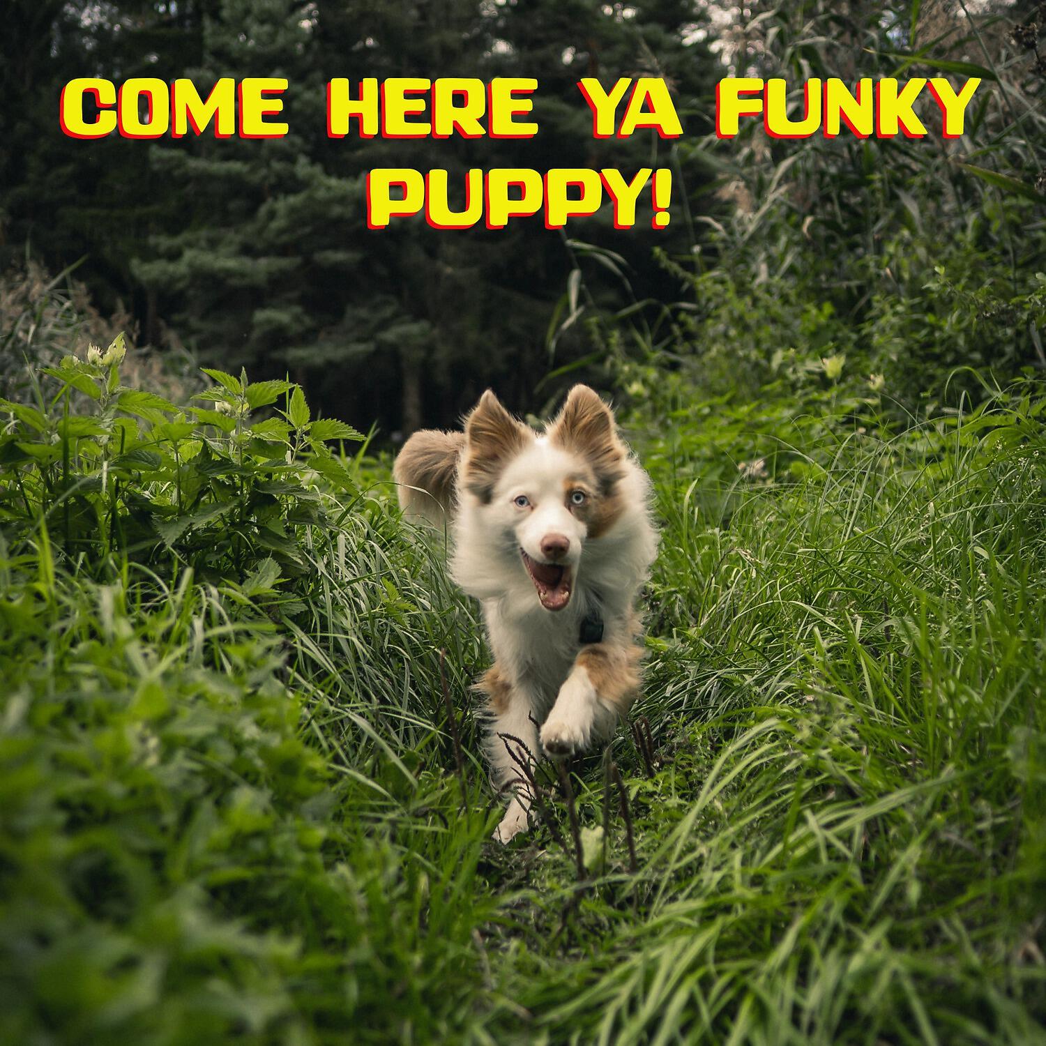 Релиз Come Here Ya Funky Puppy!