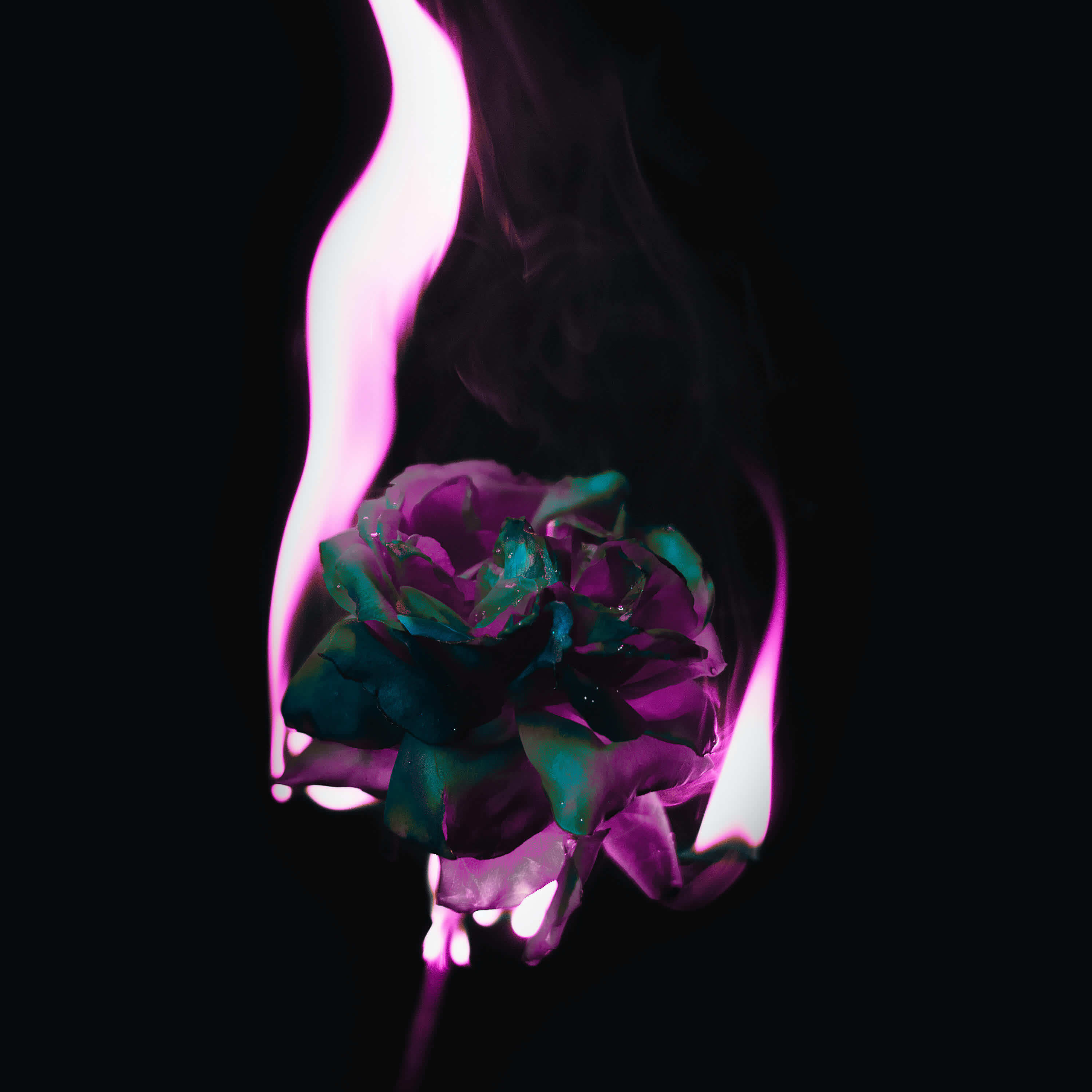 Релиз Pain