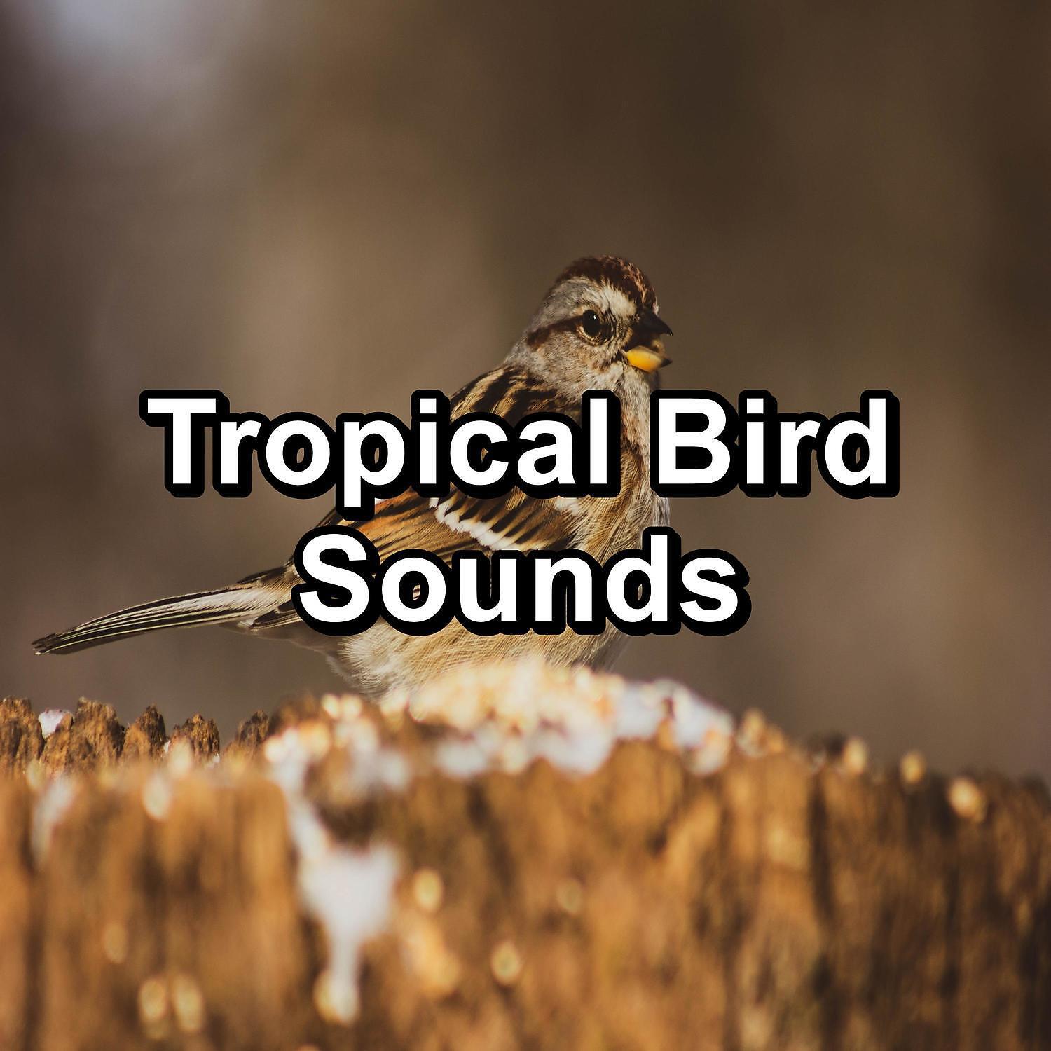 Релиз Tropical Bird Sounds