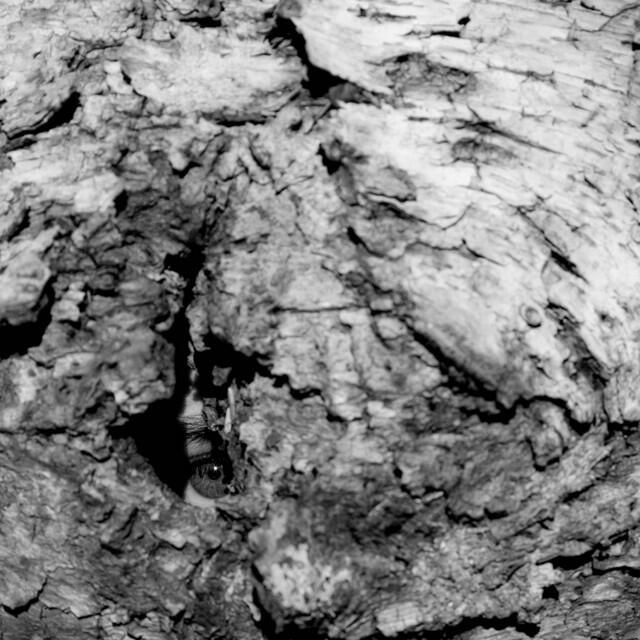 Релиз Earth Awhile
