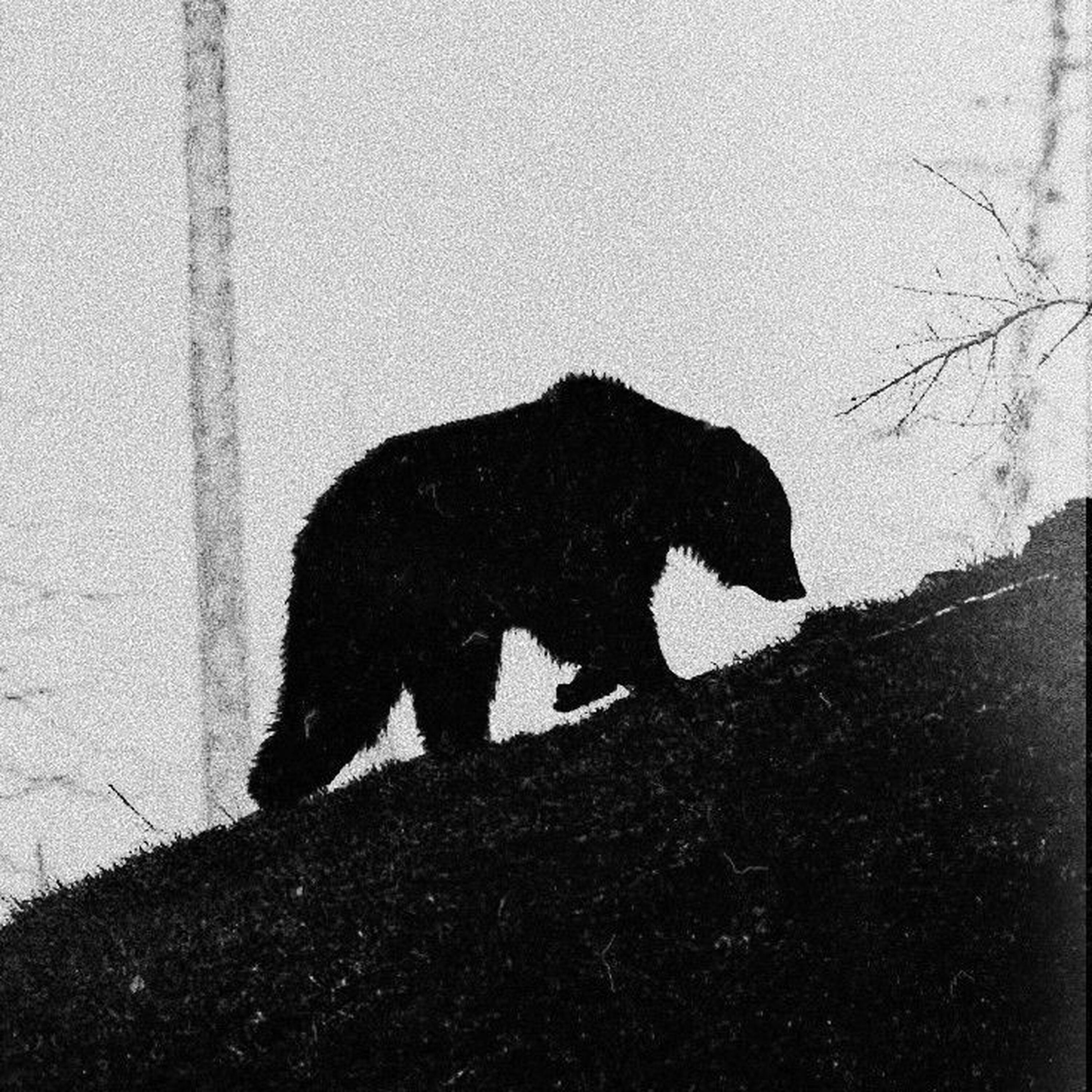 Релиз Peak III