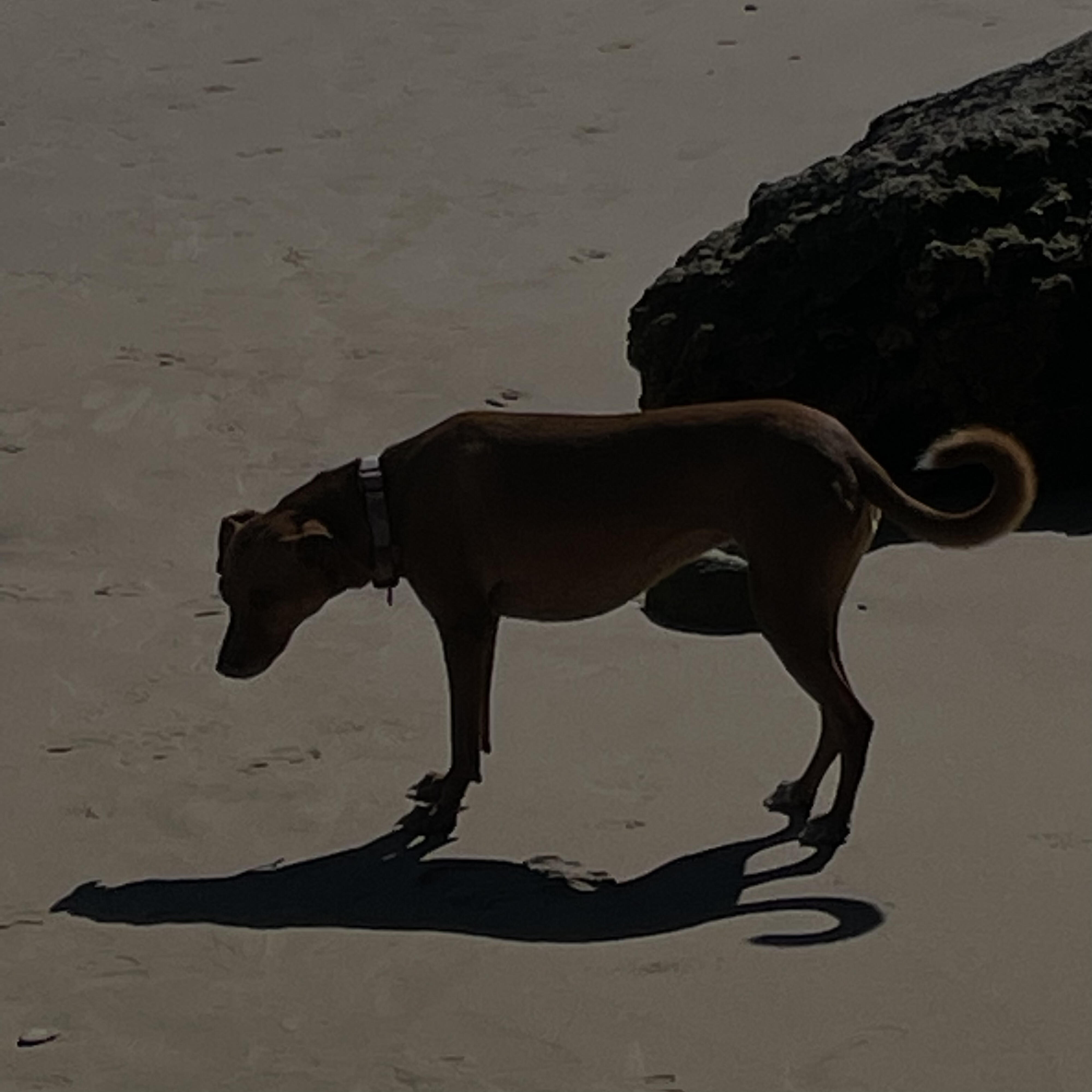 Релиз Amor de Carnaval