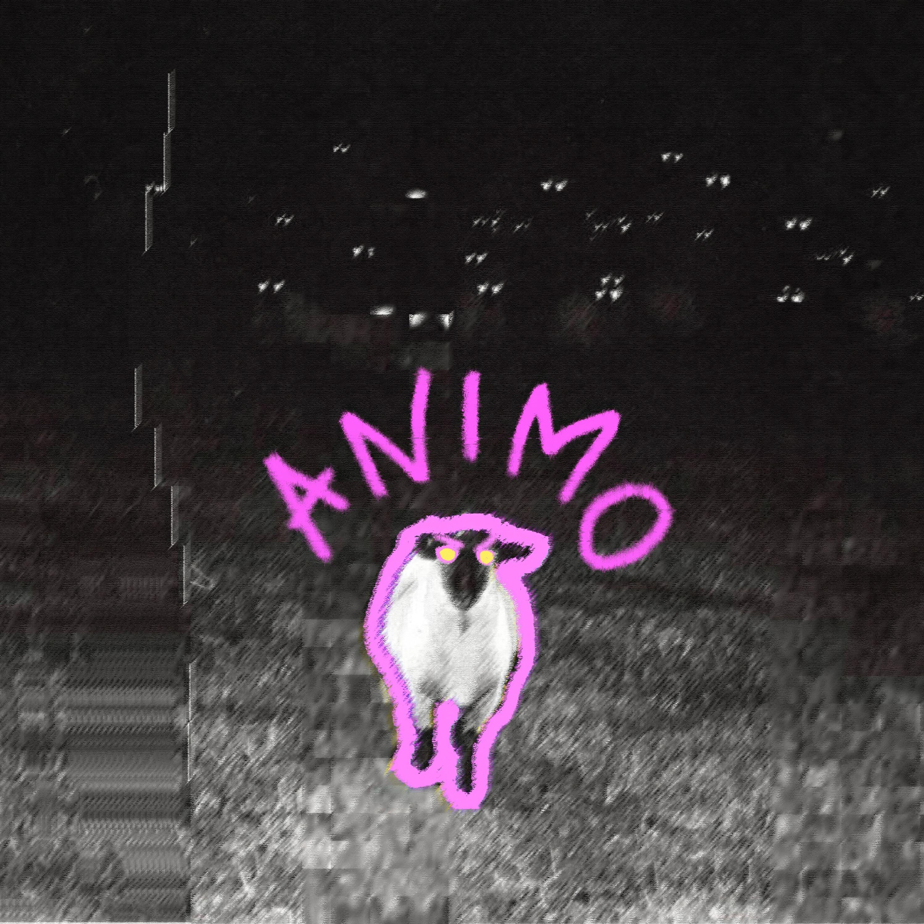 Релиз Animo