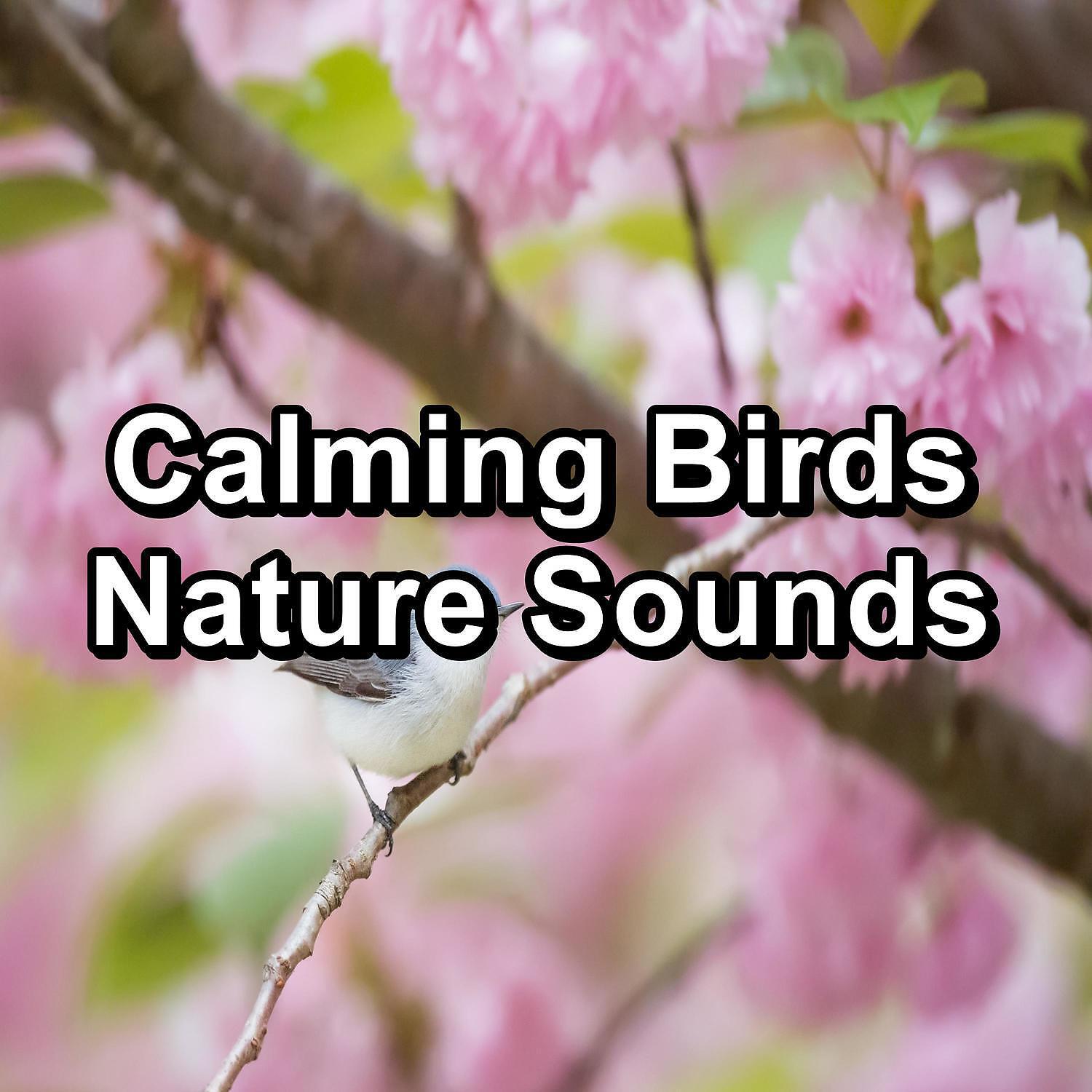 Релиз Calming Birds Nature Sounds