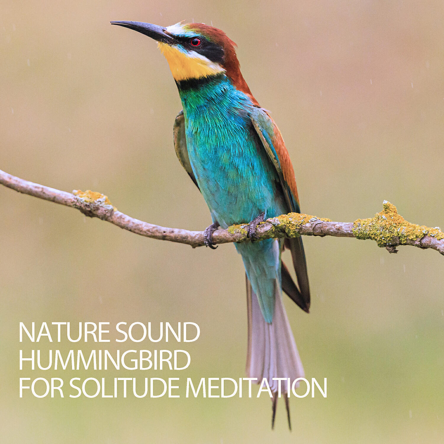 Релиз Nature Sound: Hummingbird For Solitude Meditation
