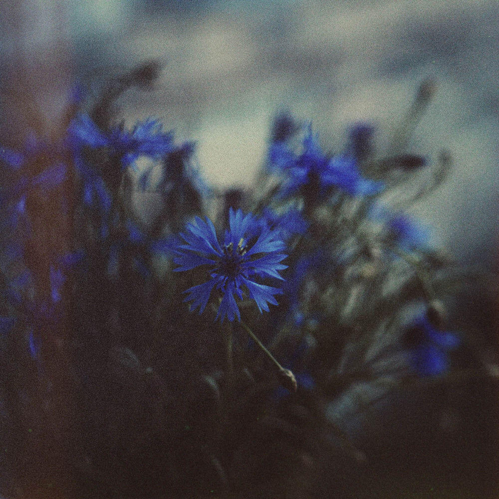 Релиз Nightflowers