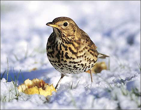 Bird Songs