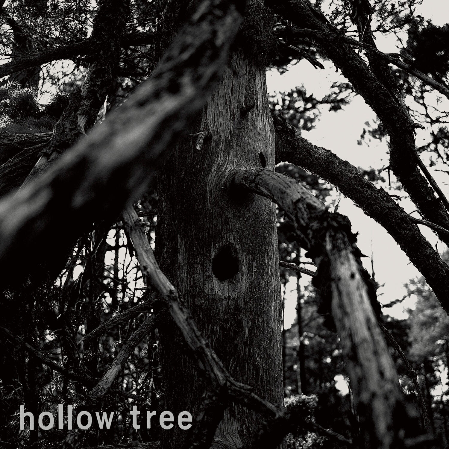 Релиз Hollow Tree