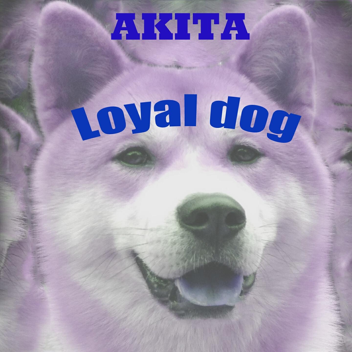 Релиз Loyal Dog