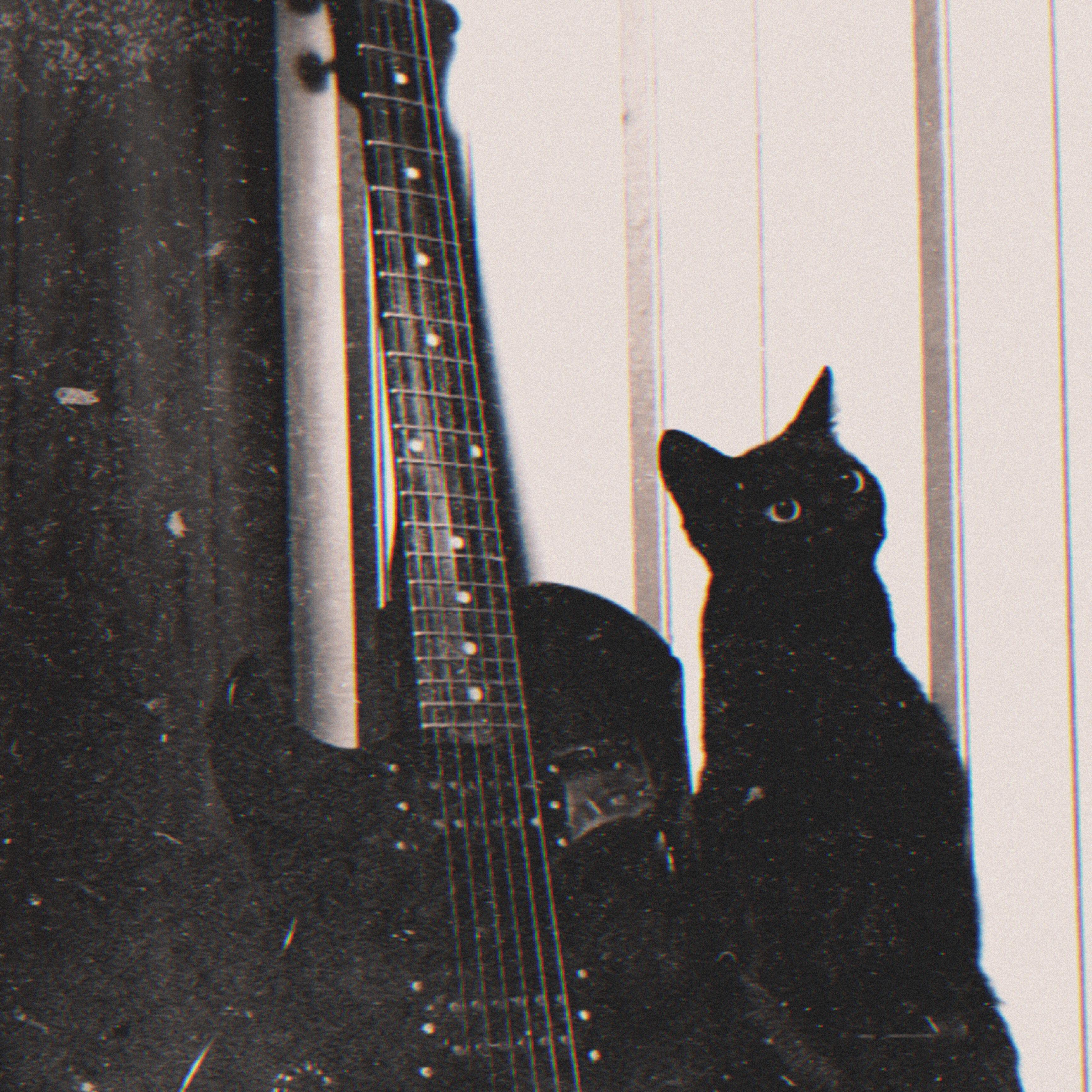 Релиз кошка